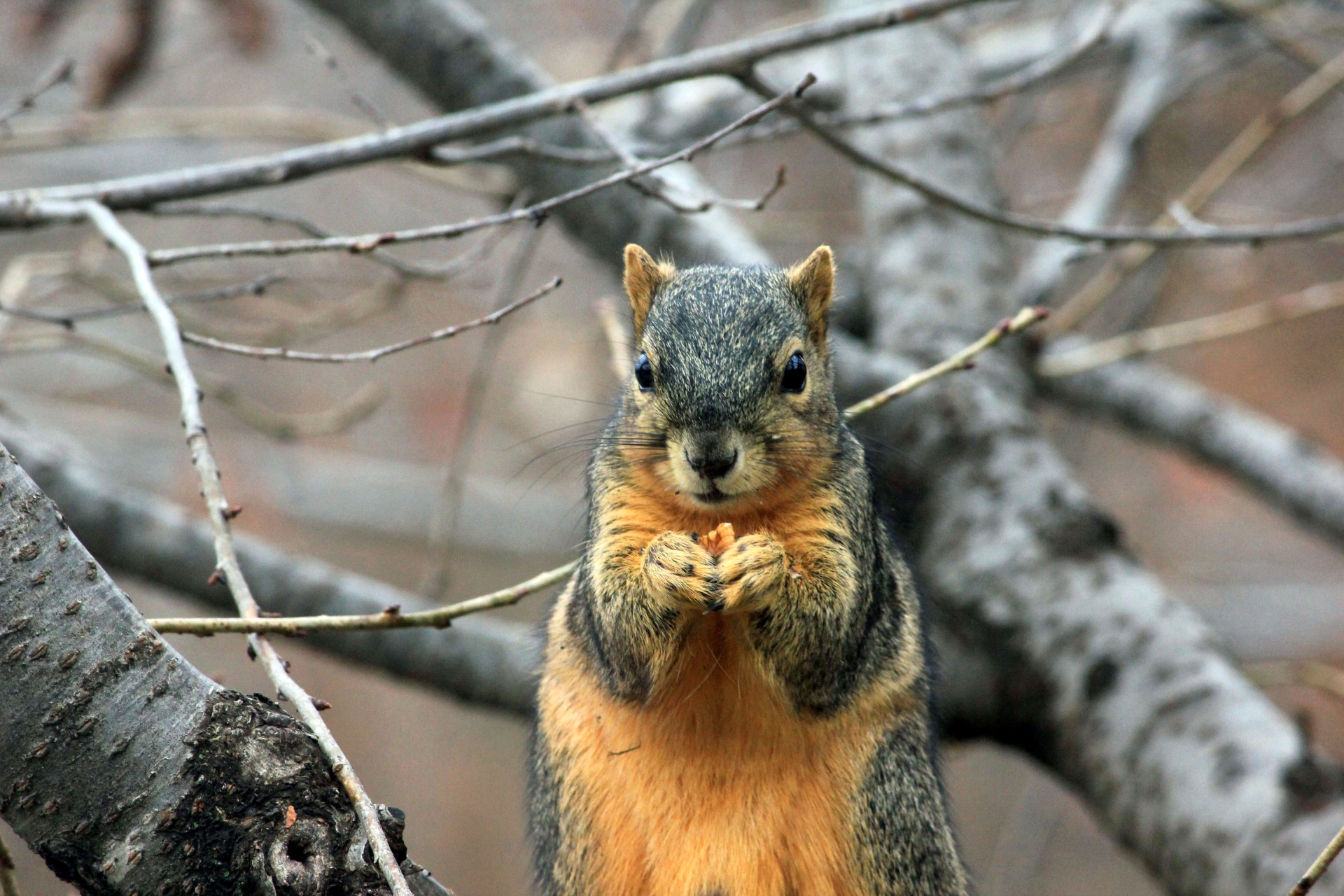 Download mobile wallpaper Sit, Animals, Branch, Food, Squirrel for free.