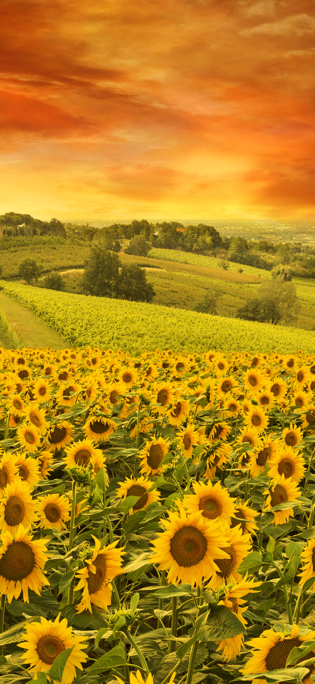 Handy-Wallpaper Blumen, Sommer, Horizont, Feld, Wolke, Sonnenblume, Gelbe Blume, Himmel, Sonnenuntergang, Erde/natur, Aufstellen kostenlos herunterladen.