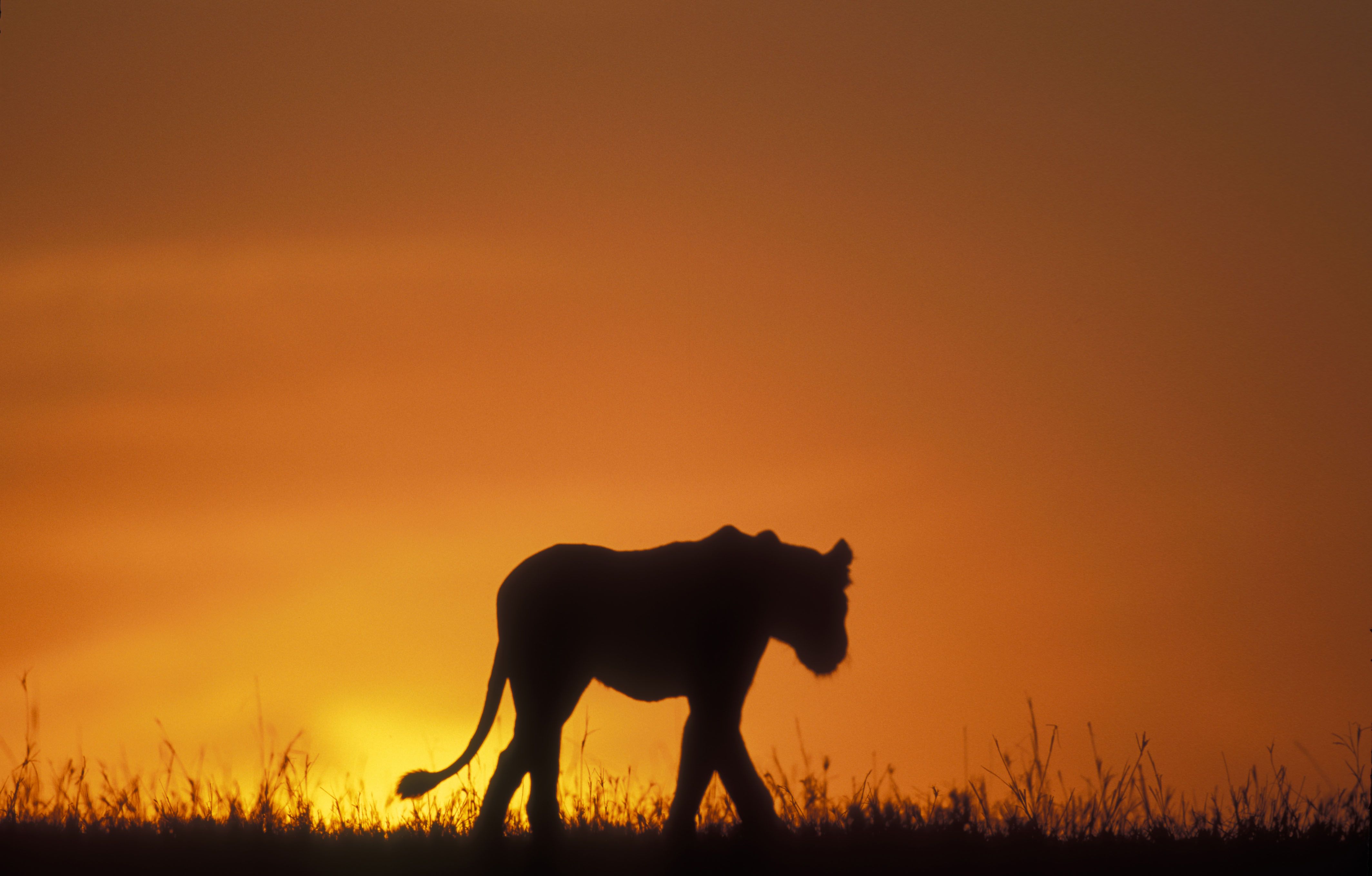 Descarga gratuita de fondo de pantalla para móvil de Animales, Gatos, León.