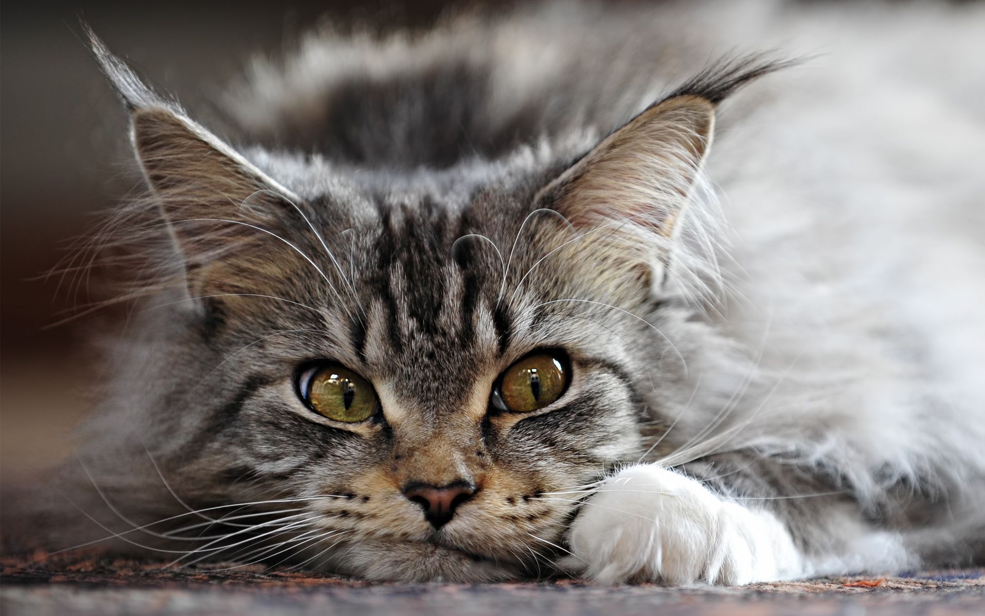 Baixe gratuitamente a imagem Animais, Gatos, Gato na área de trabalho do seu PC