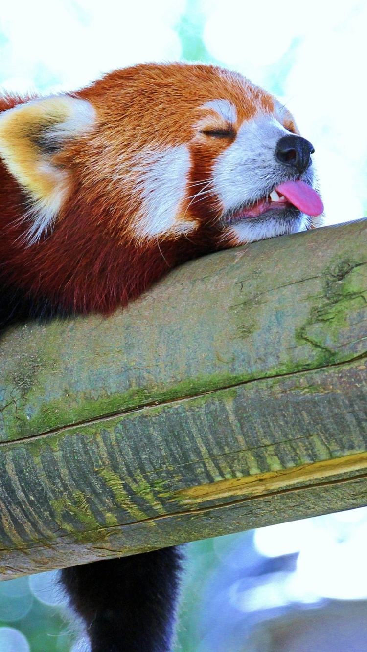 Handy-Wallpaper Tiere, Kleiner Panda kostenlos herunterladen.