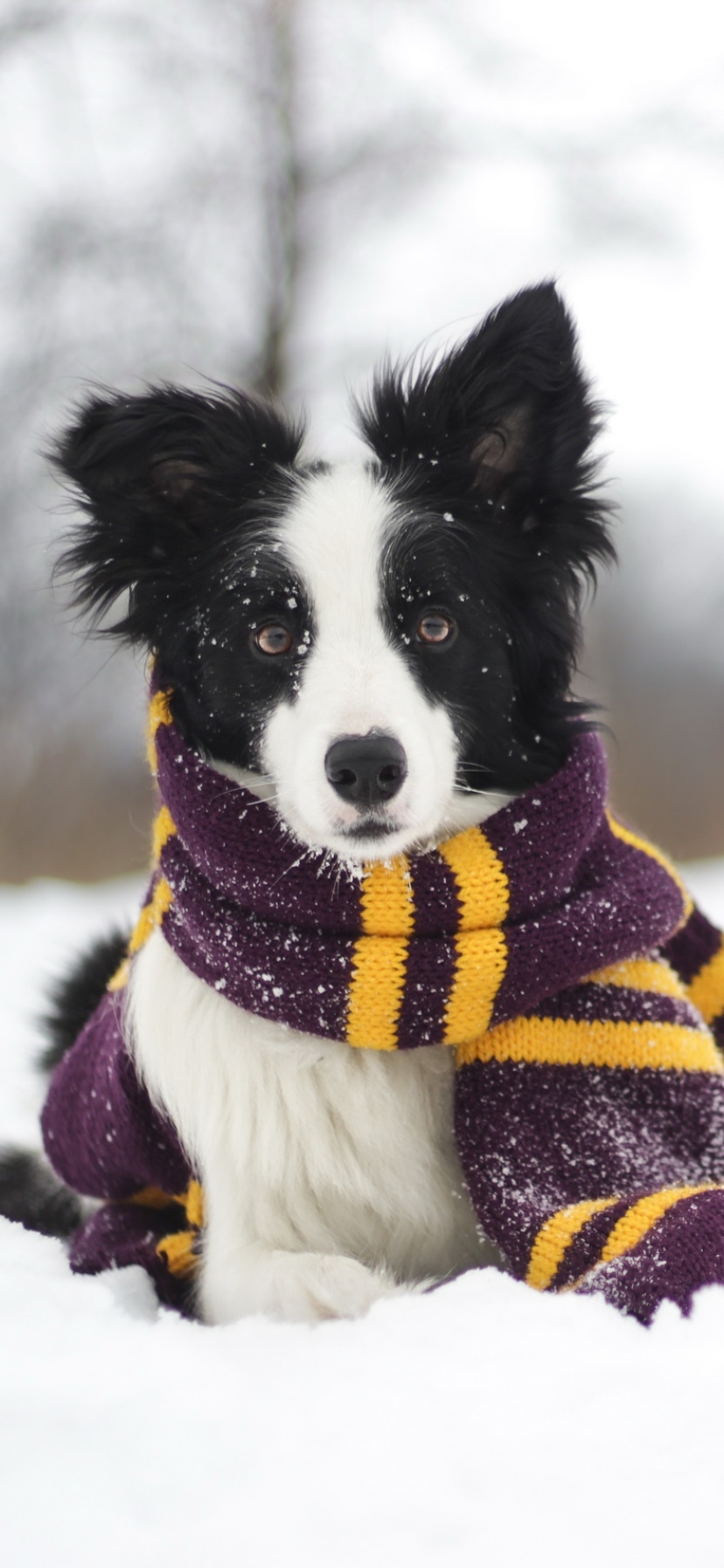 Download mobile wallpaper Winter, Dogs, Dog, Animal, Scarf, Border Collie for free.