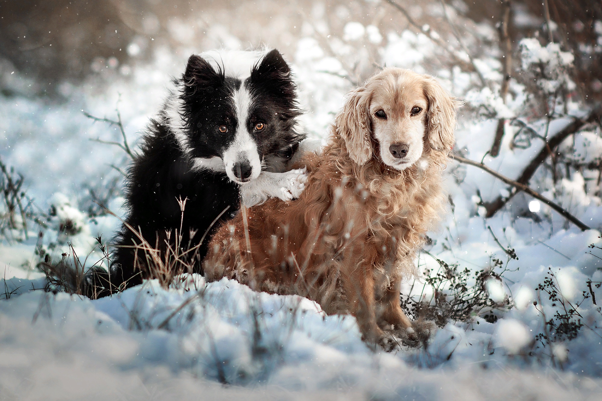 Download mobile wallpaper Dogs, Spaniel, Dog, Animal, Border Collie for free.