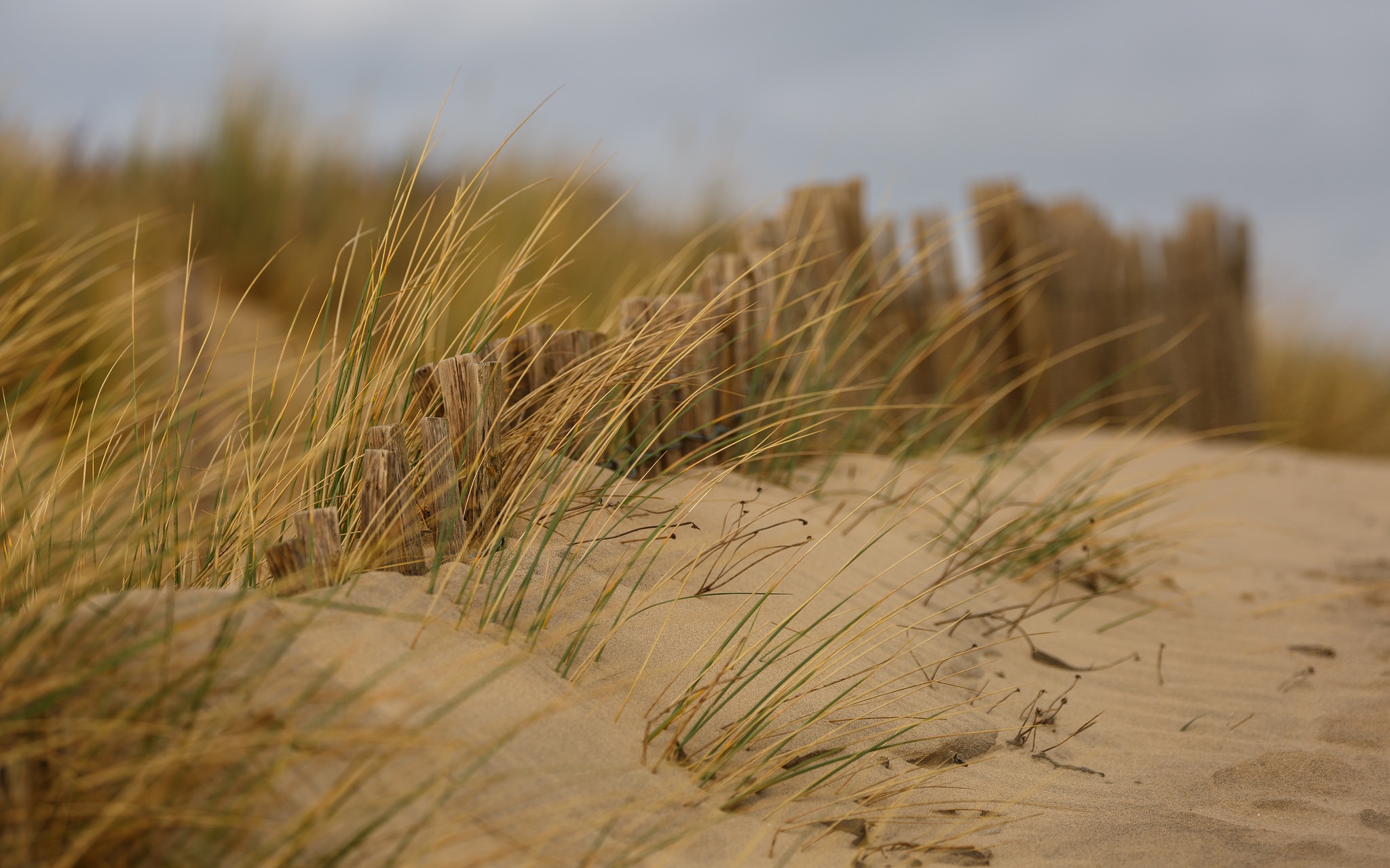 Free download wallpaper Nature, Grass, Beach, Sand, Earth on your PC desktop