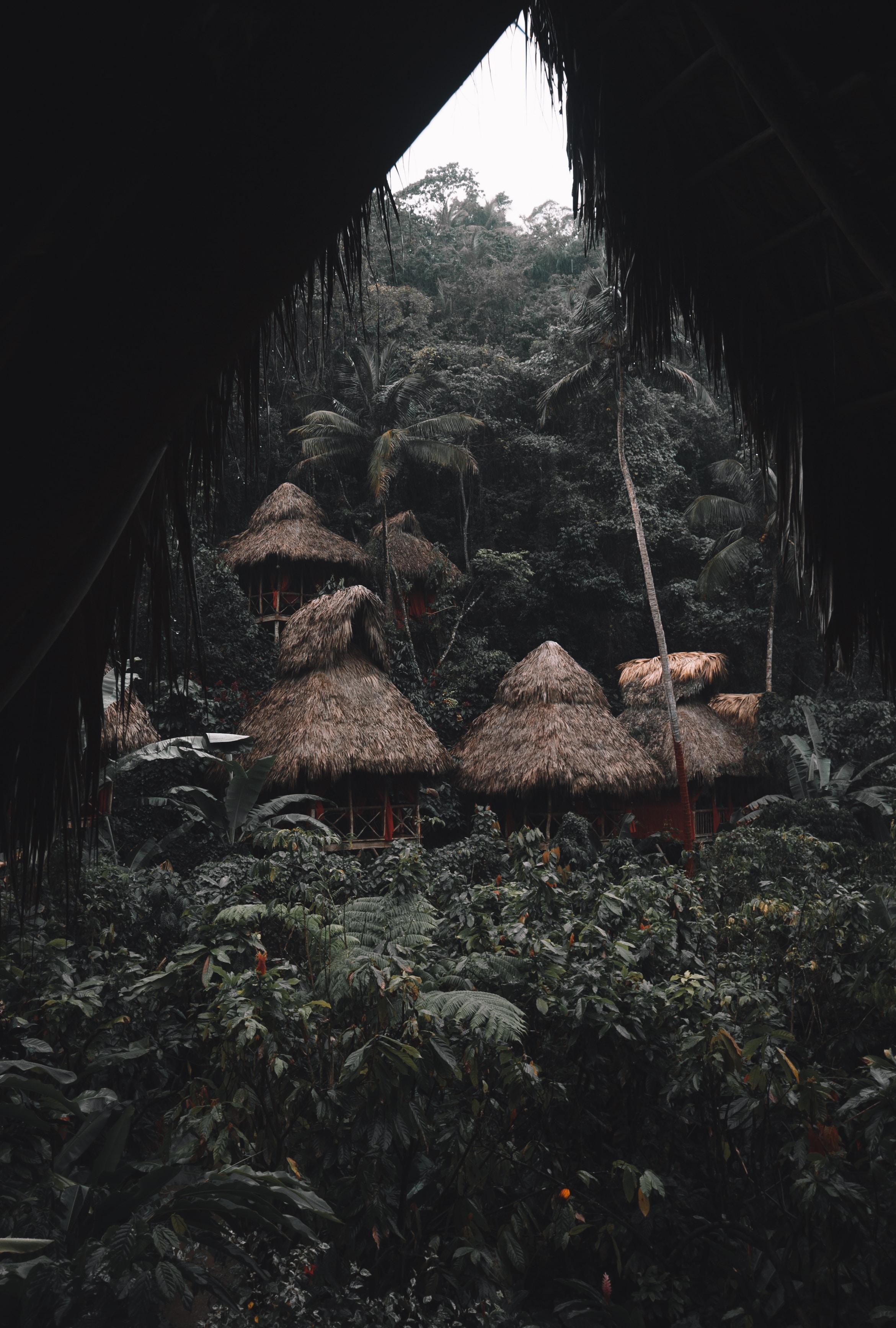jungle, palms, nature, houses, tropics, huts, small houses for android