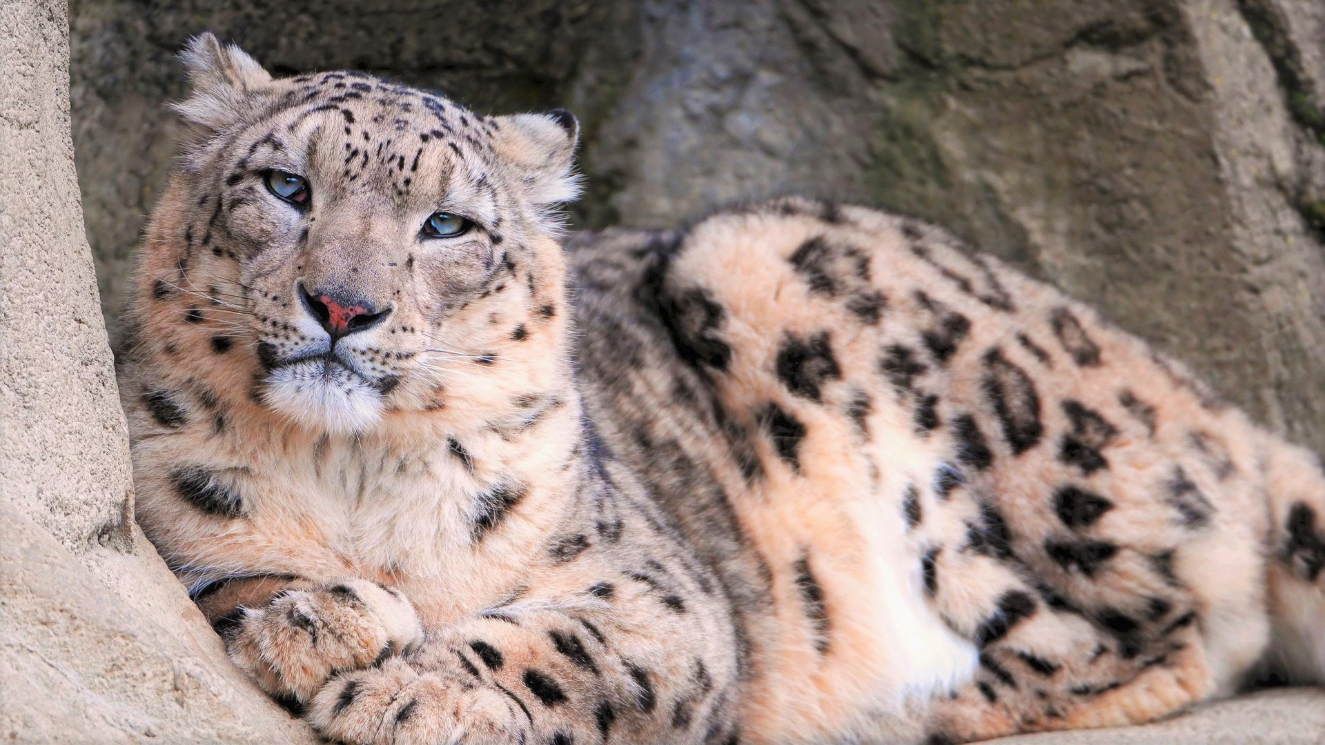 Baixar papel de parede para celular de Animais, Gatos, Olhos Azuis, Leopardo Das Neves gratuito.