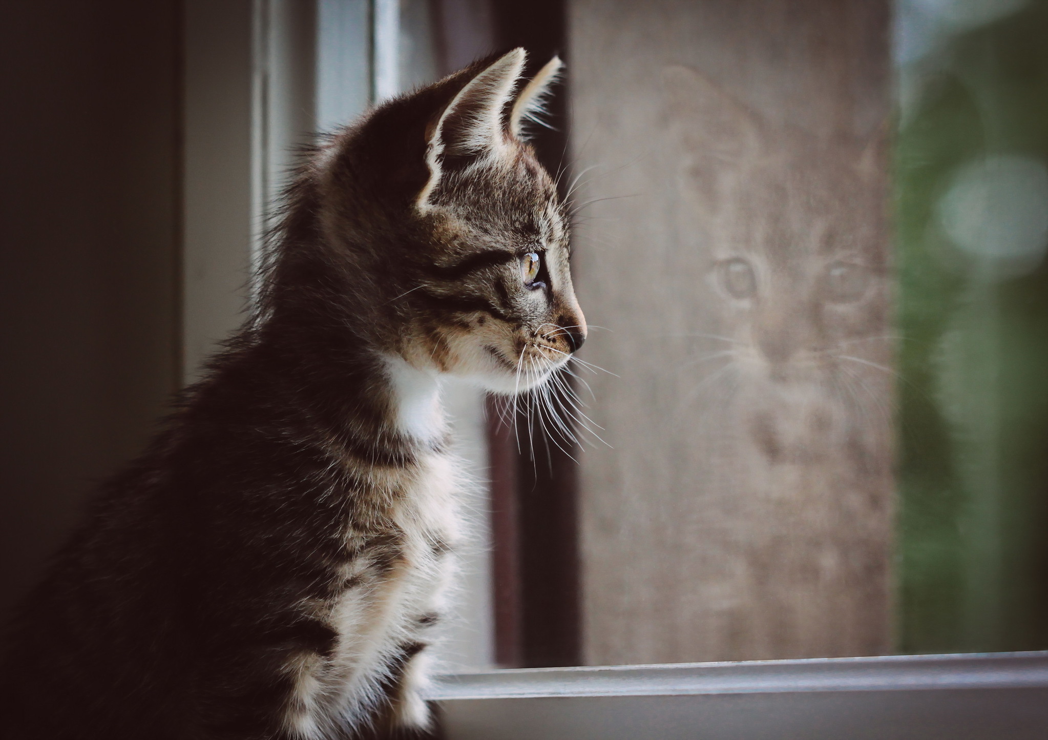 Free download wallpaper Cats, Reflection, Cat, Kitten, Animal, Baby Animal on your PC desktop