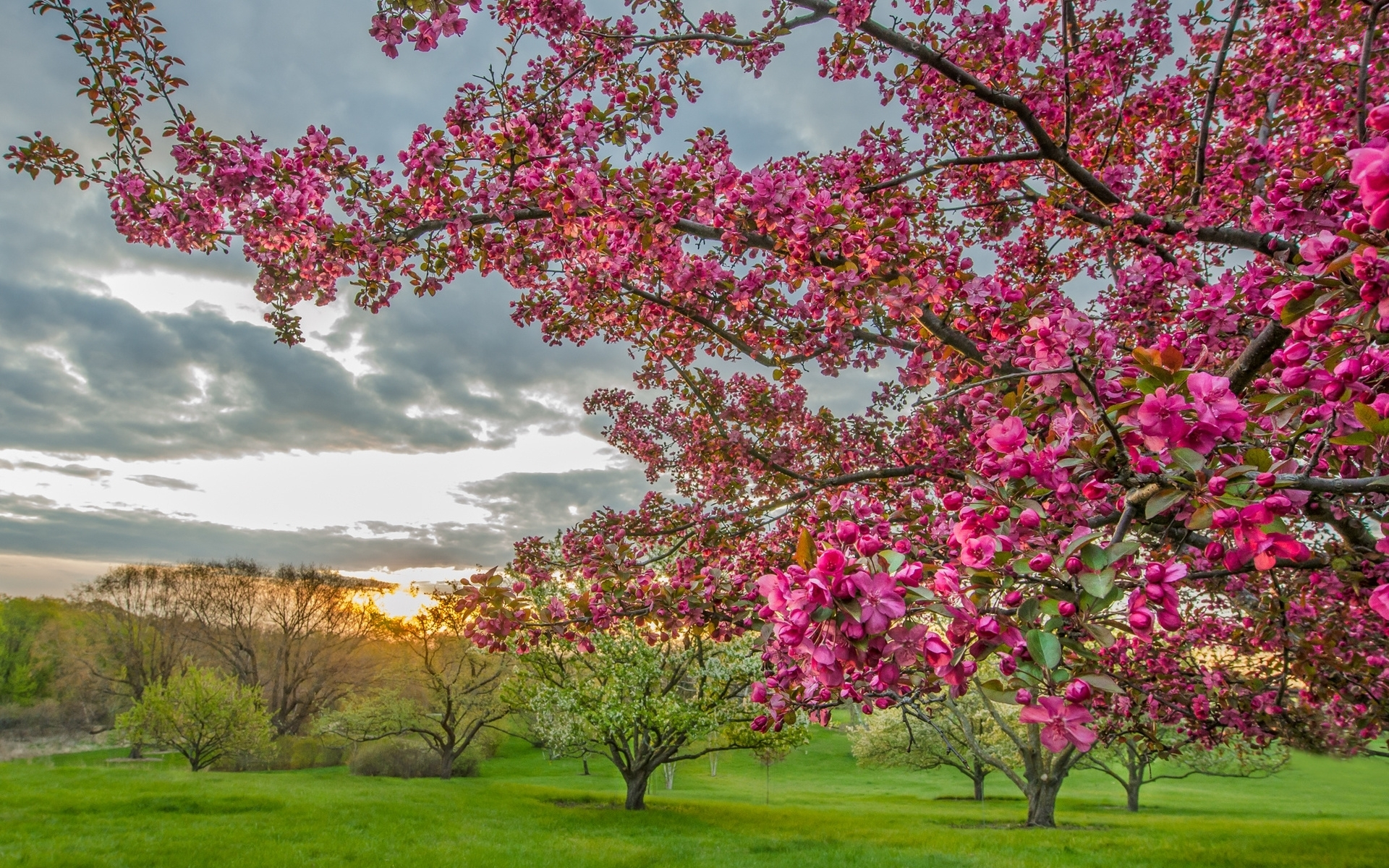 Скачать обои бесплатно Деревья, Дерево, Поле, Весна, Цветущие, Земля/природа, Розовый Цветок картинка на рабочий стол ПК