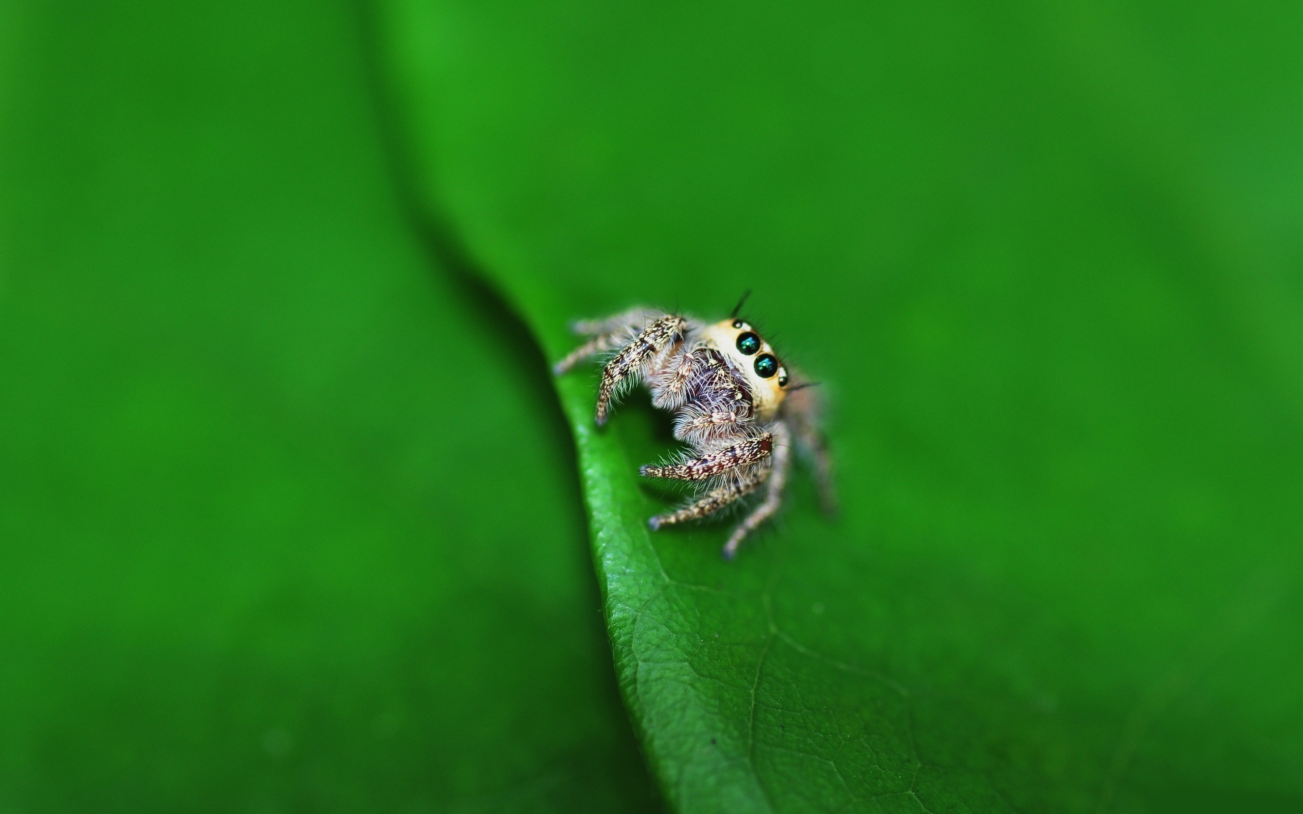 Download mobile wallpaper Jumping Spider, Spiders, Spider, Animal for free.
