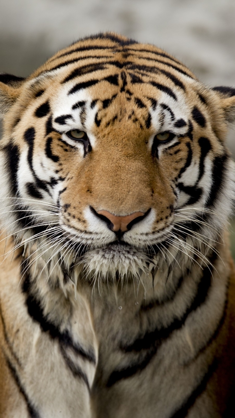 Download mobile wallpaper Cats, Tiger, Animal for free.