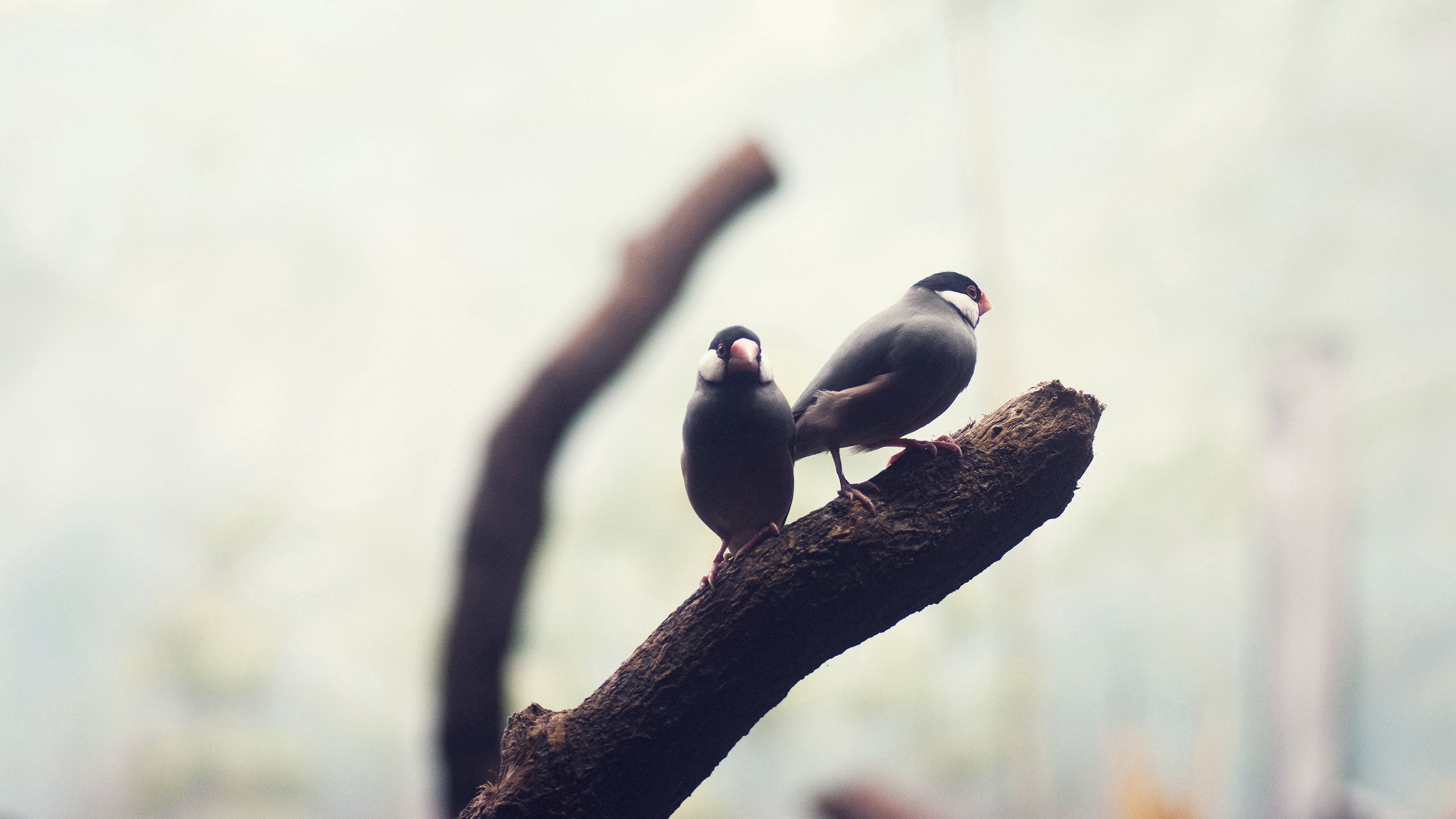 Download mobile wallpaper Branch, Smooth, Animals, Blur, Birds for free.