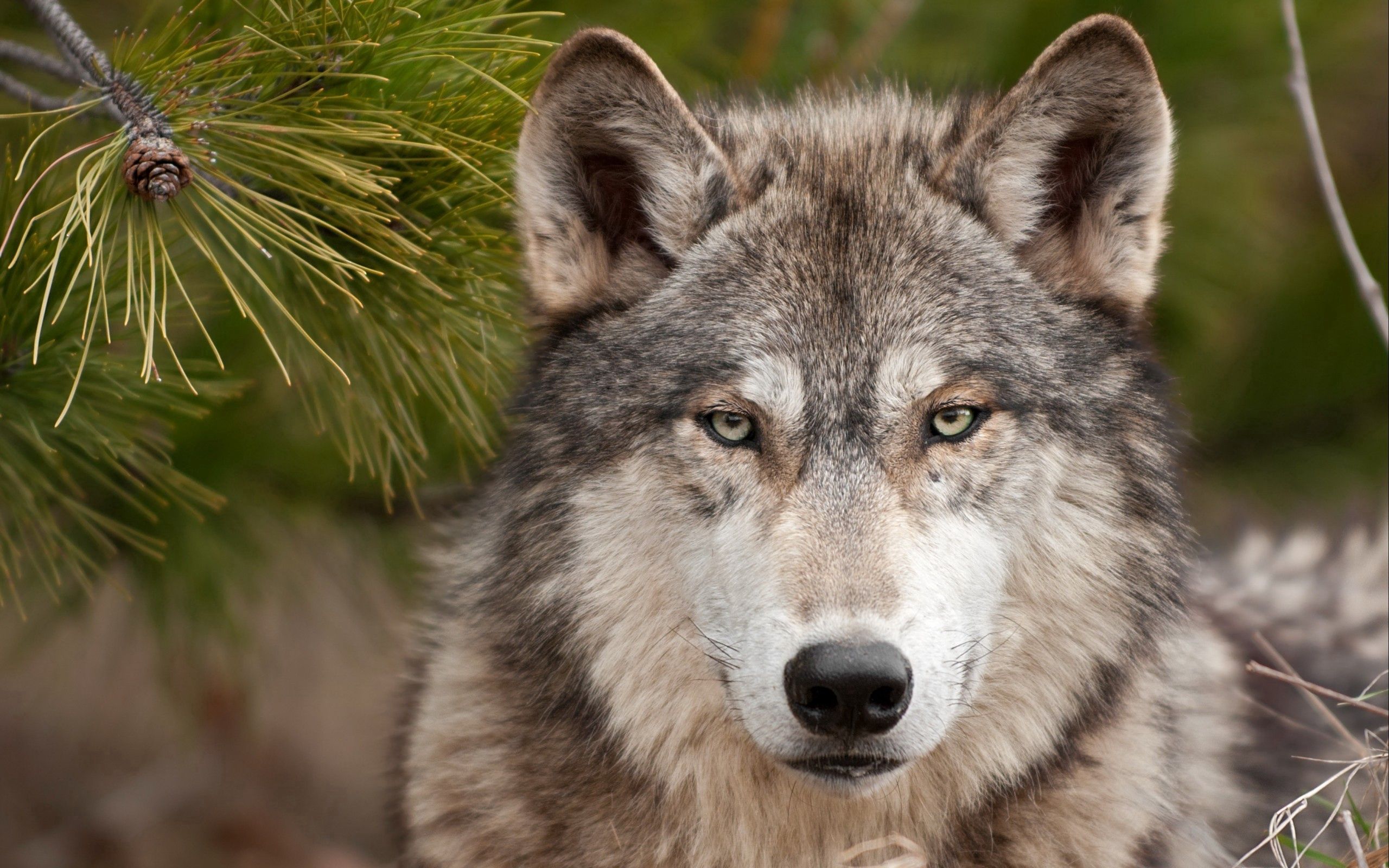 wolf, animals, muzzle, spruce, fir