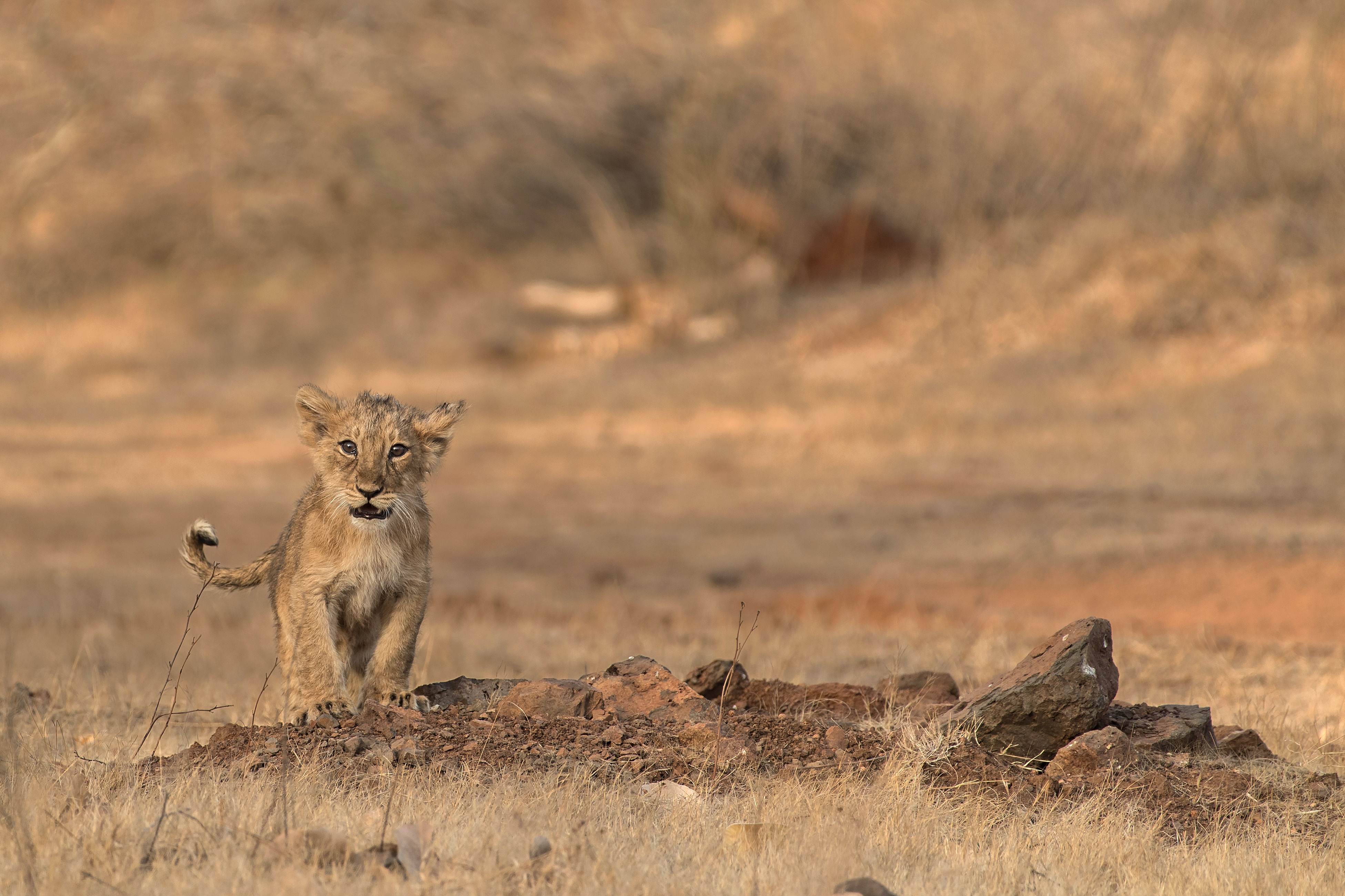 Download mobile wallpaper Cats, Lion, Animal, Baby Animal, Cub for free.