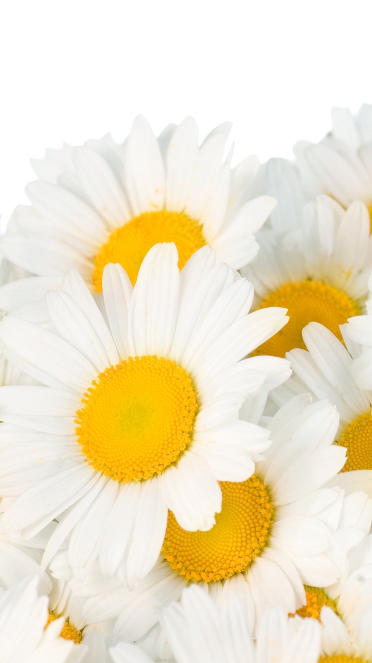 Download mobile wallpaper Flowers, Camomile, Flower, Earth, White Flower for free.