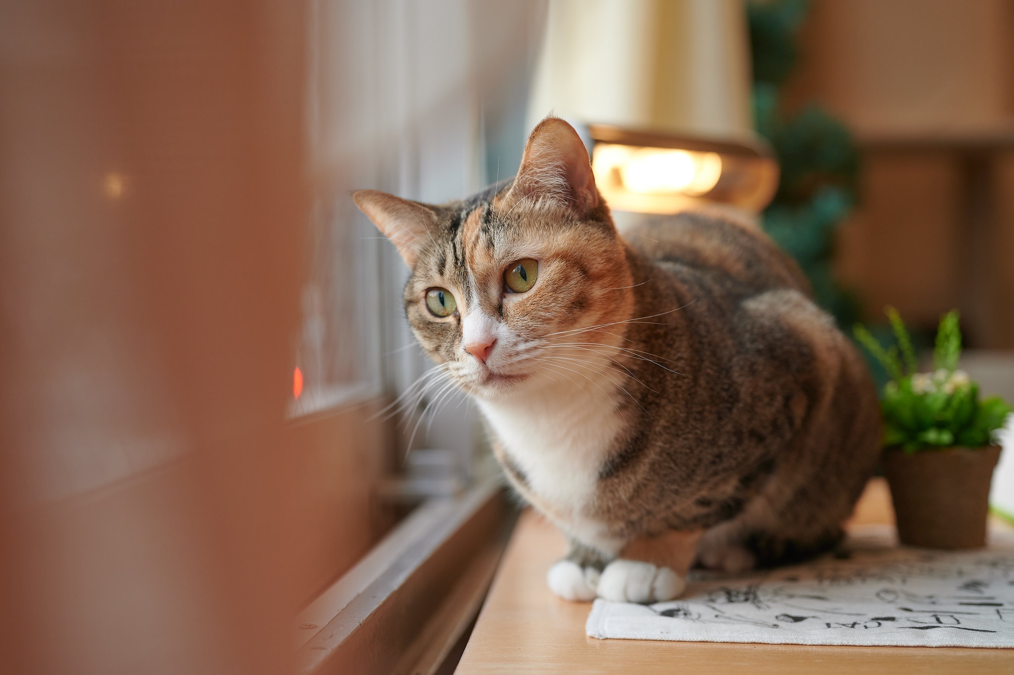 無料モバイル壁紙動物, ネコ, 猫をダウンロードします。