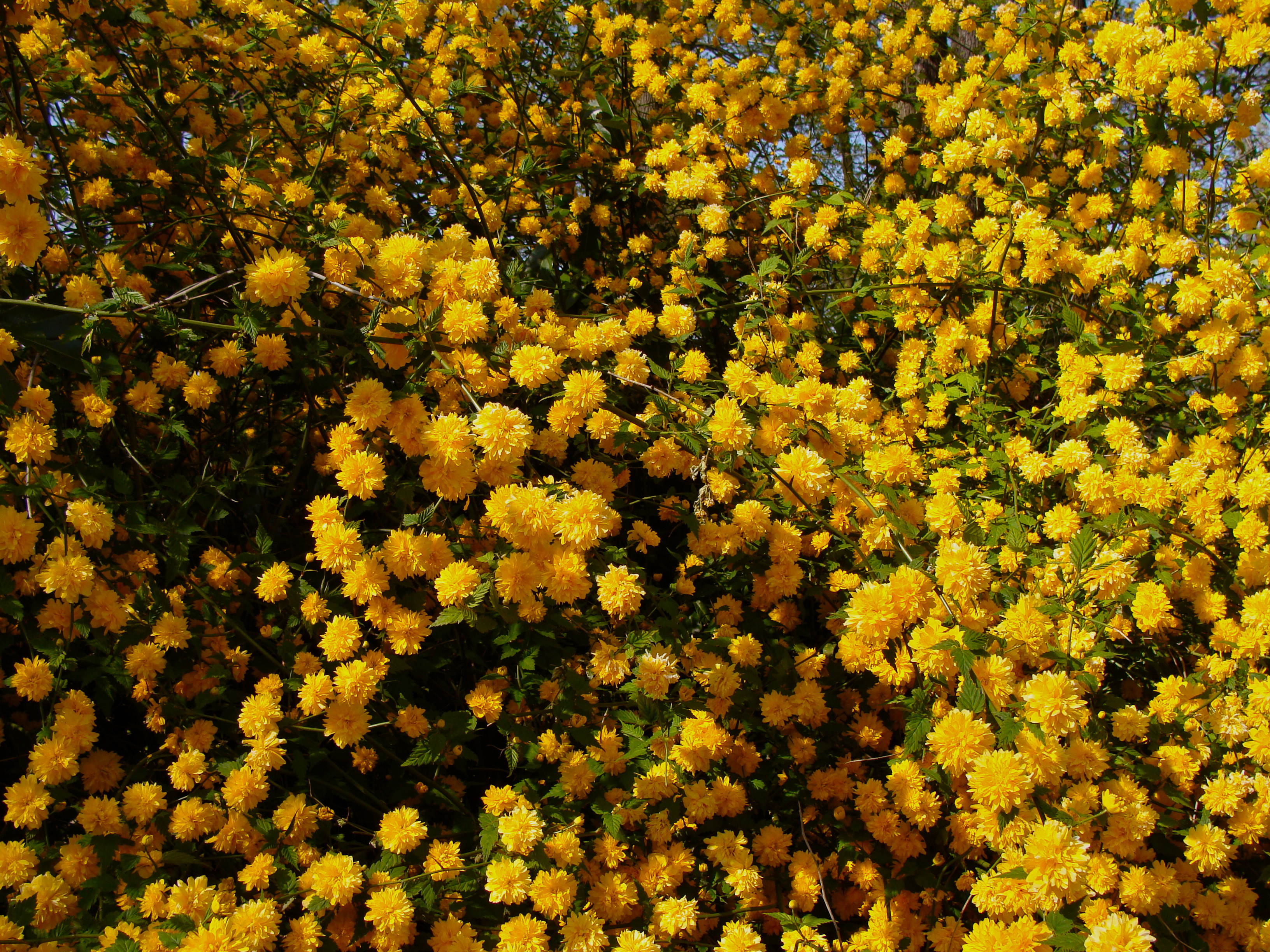 Baixe gratuitamente a imagem Flores, Árvore, Floração, Ramo, Flor Amarela, Terra/natureza na área de trabalho do seu PC