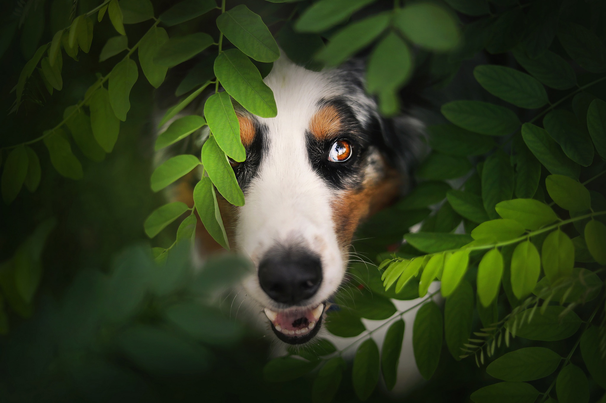 Download mobile wallpaper Dogs, Dog, Muzzle, Leaf, Animal, Australian Shepherd for free.