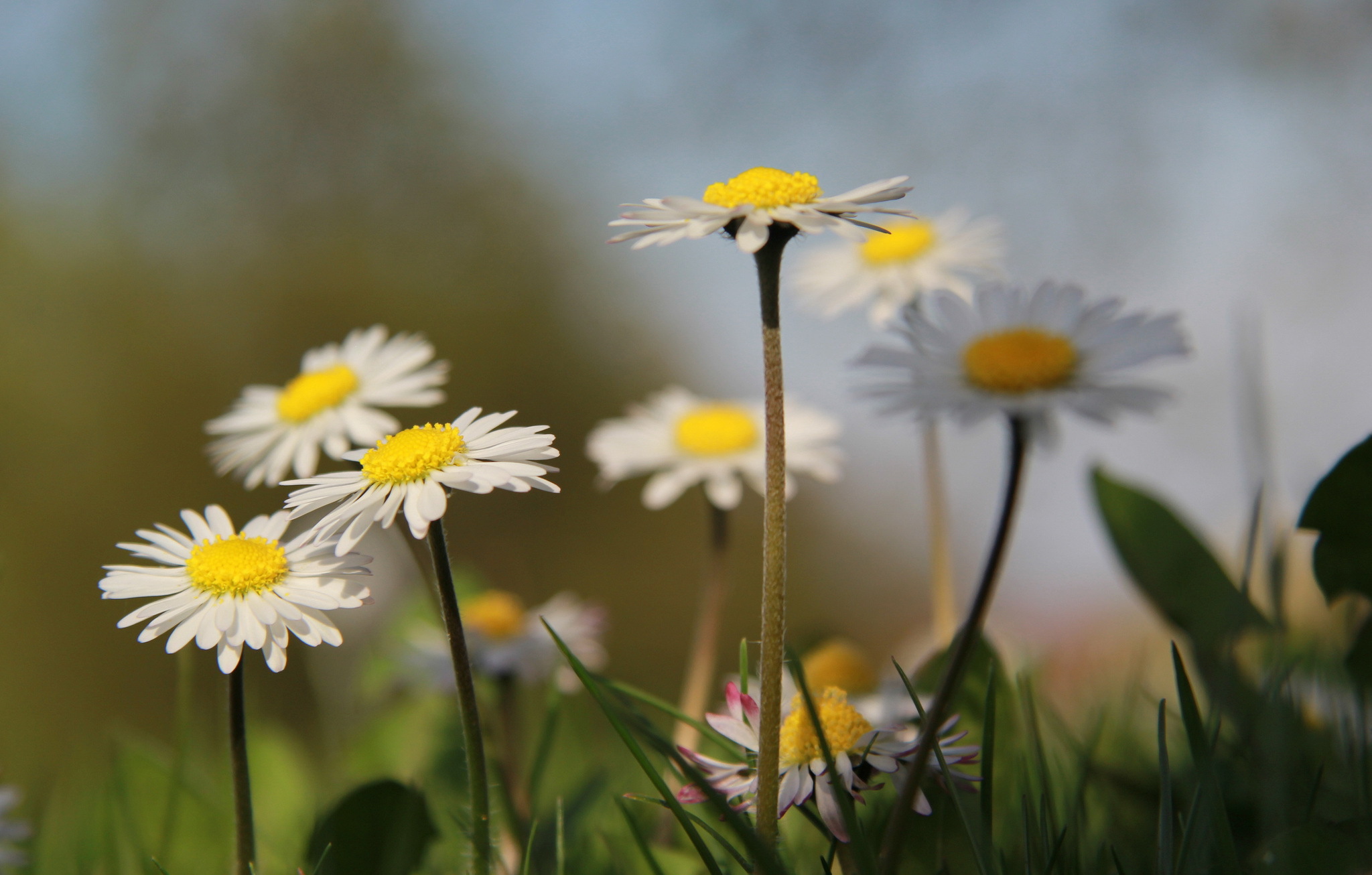 Laden Sie das Gänseblümchen, Blumen, Erde/natur-Bild kostenlos auf Ihren PC-Desktop herunter