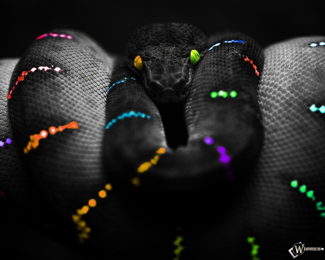black, snakes, animals, background