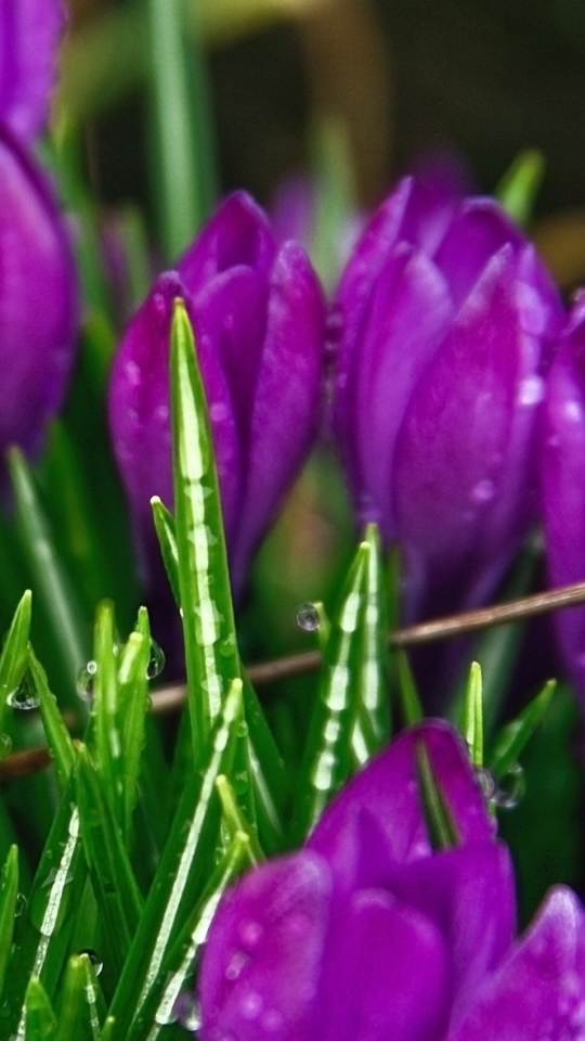 Descarga gratuita de fondo de pantalla para móvil de Flores, Flor, Azafrán, Flor Purpura, Tierra/naturaleza.