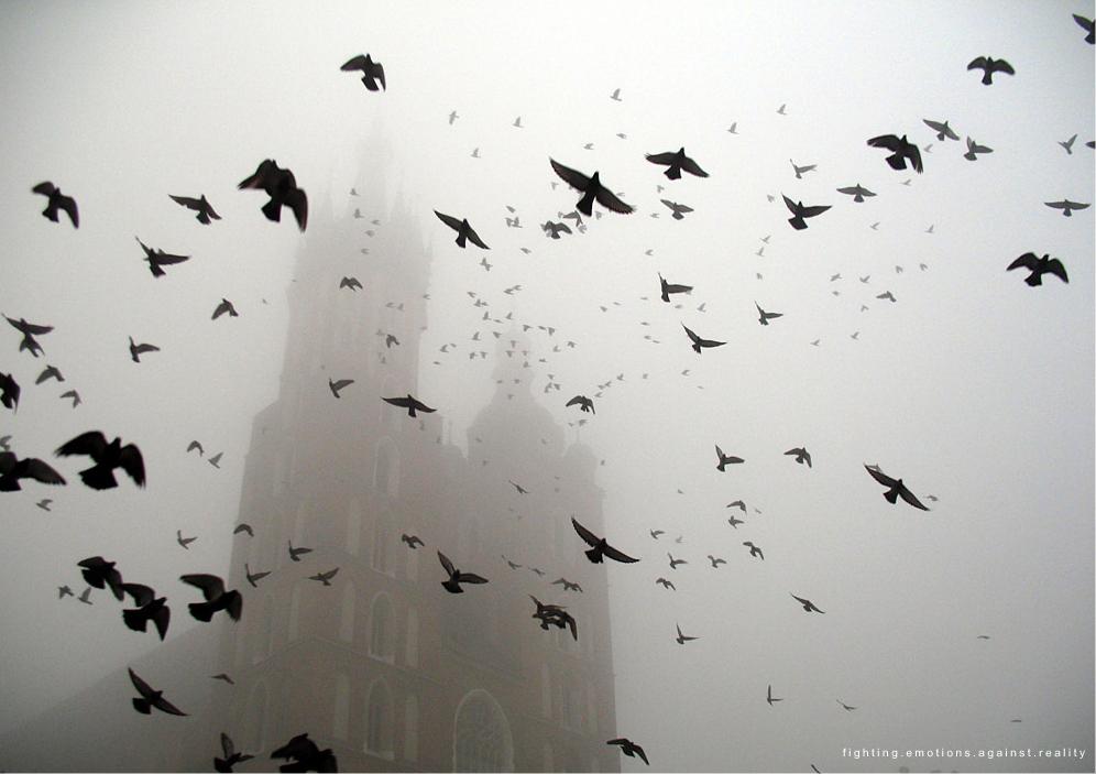 fog, animal, bird, flock of birds, summer