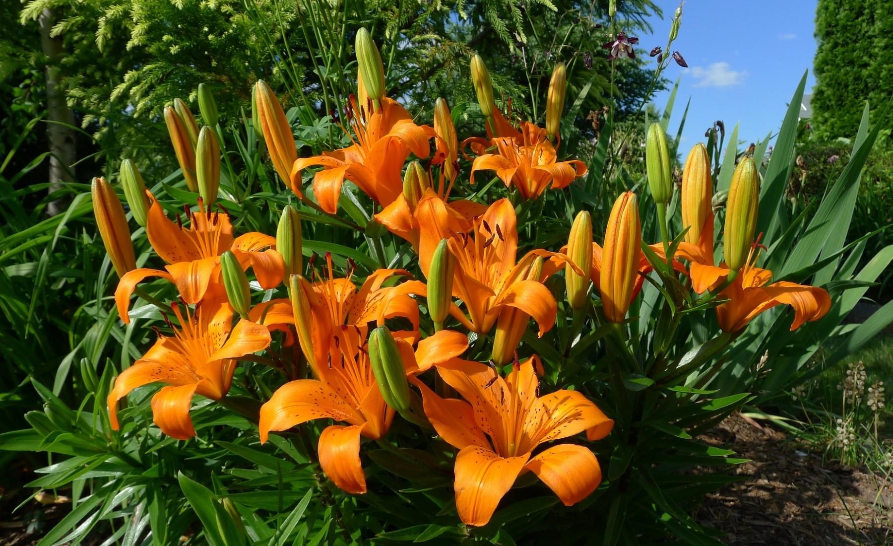 Download background flowers, lilies, flower bed, flowerbed, sunny