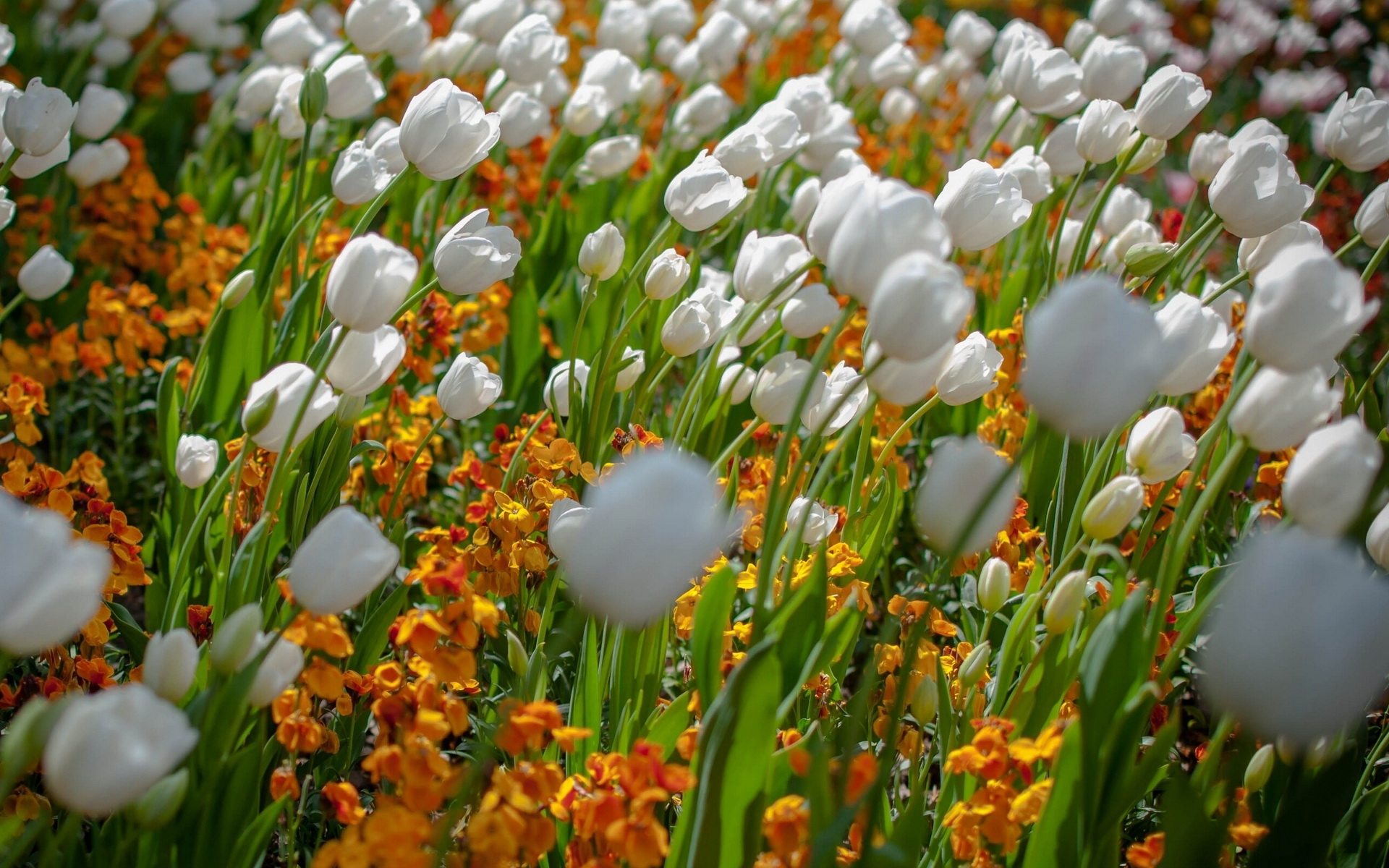 Téléchargez gratuitement l'image Tulipe, Fleurs, Terre/nature sur le bureau de votre PC