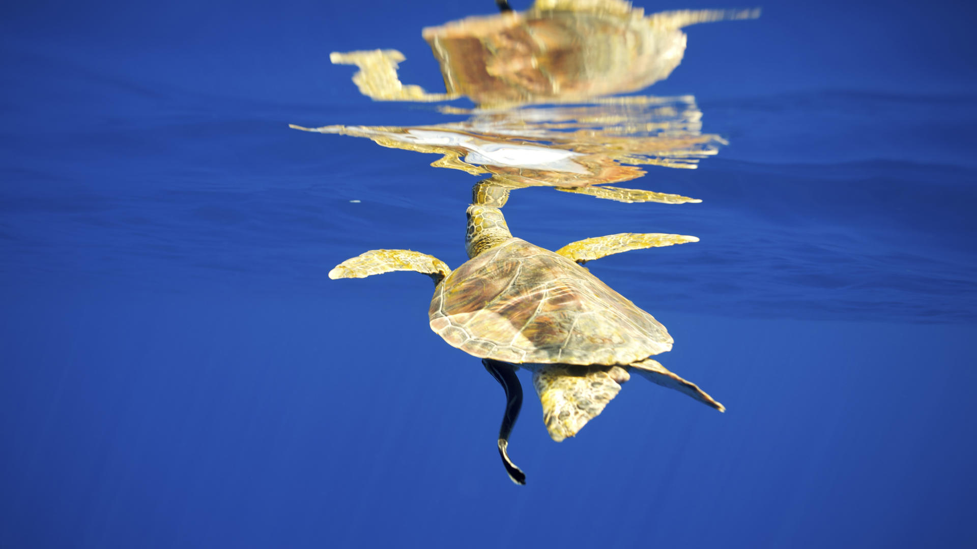 Download mobile wallpaper Turtle, Turtles, Ocean, Nature, Animal for free.