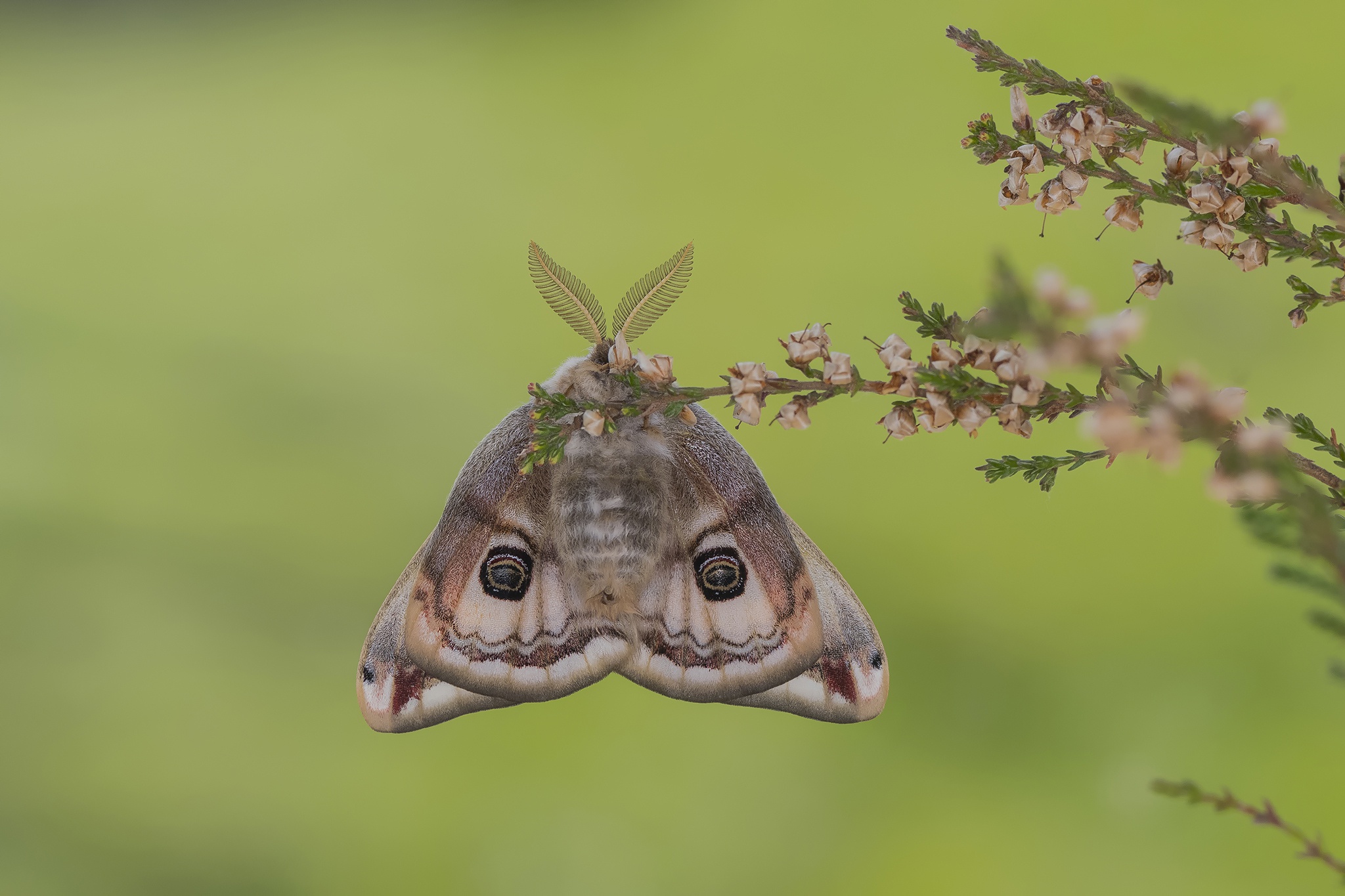 Téléchargez gratuitement l'image Animaux, Insecte, Papillon De Nuit sur le bureau de votre PC