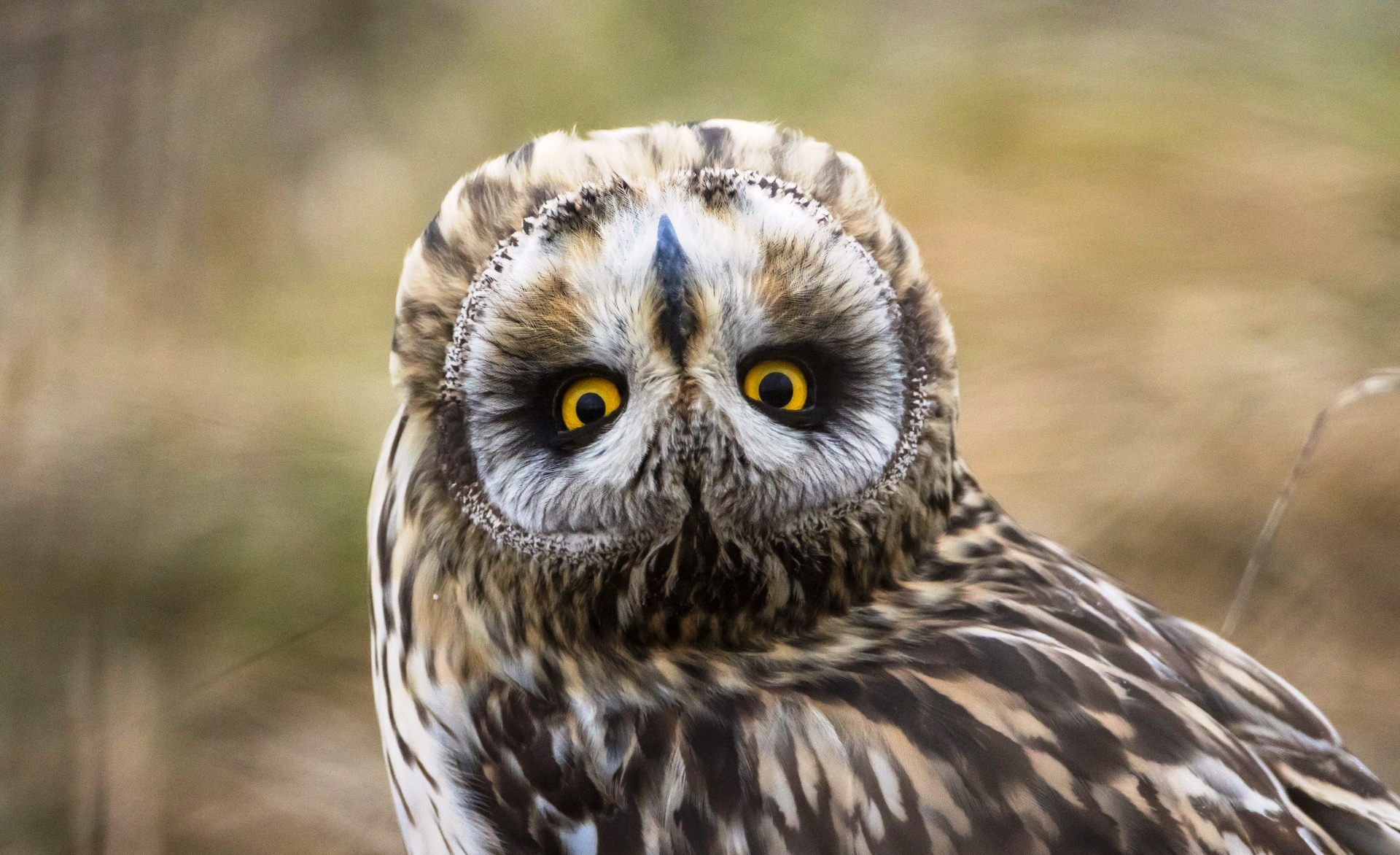 Download mobile wallpaper Birds, Owl, Animal, Depth Of Field for free.