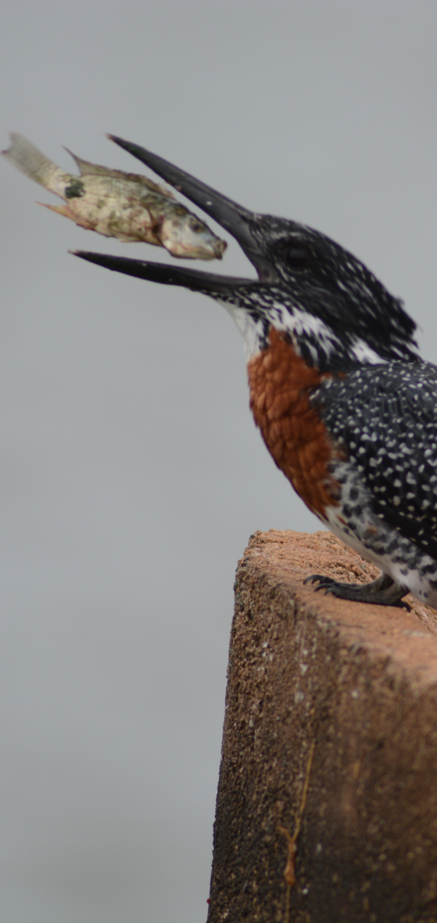 Free download wallpaper Birds, Animal, Fish, Kingfisher on your PC desktop