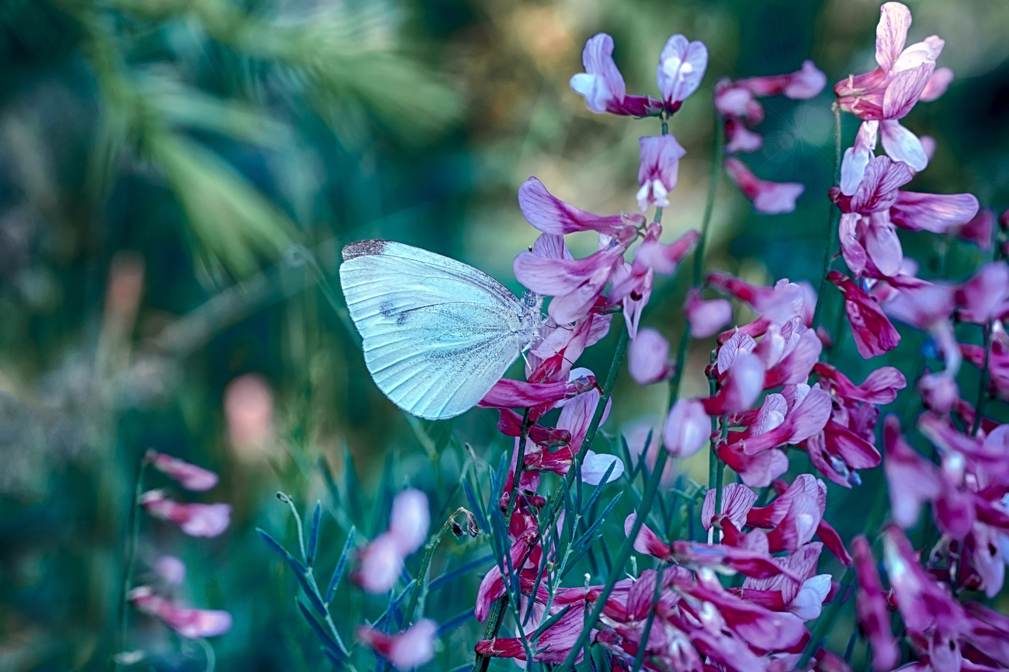 Download mobile wallpaper Flower, Macro, Insect, Butterfly, Animal for free.