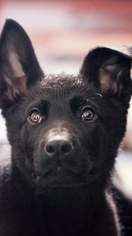 Download mobile wallpaper Dogs, Dog, Muzzle, Animal, Puppy, German Shepherd, Baby Animal for free.