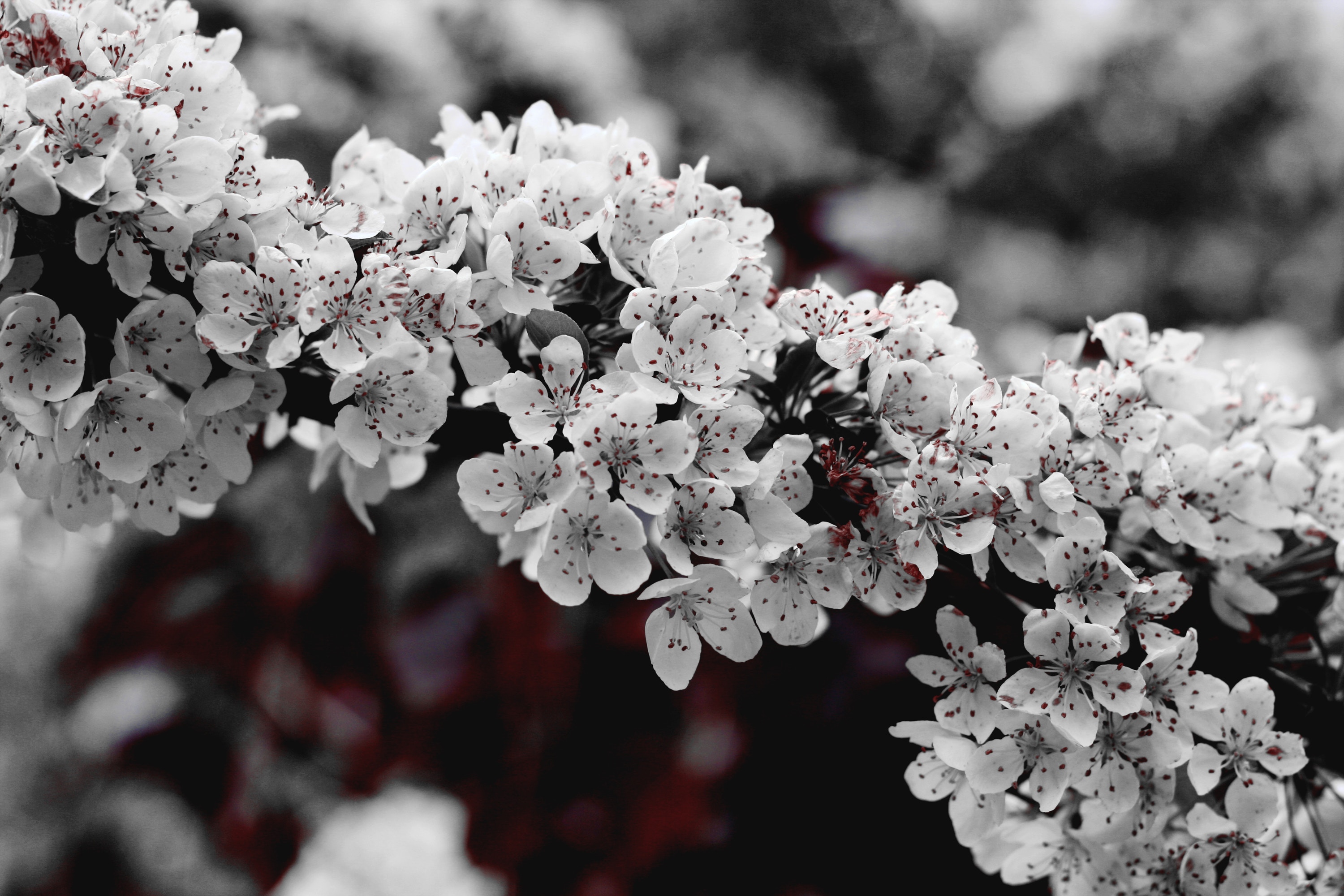 Baixe gratuitamente a imagem Flores, Floração, Terra/natureza na área de trabalho do seu PC