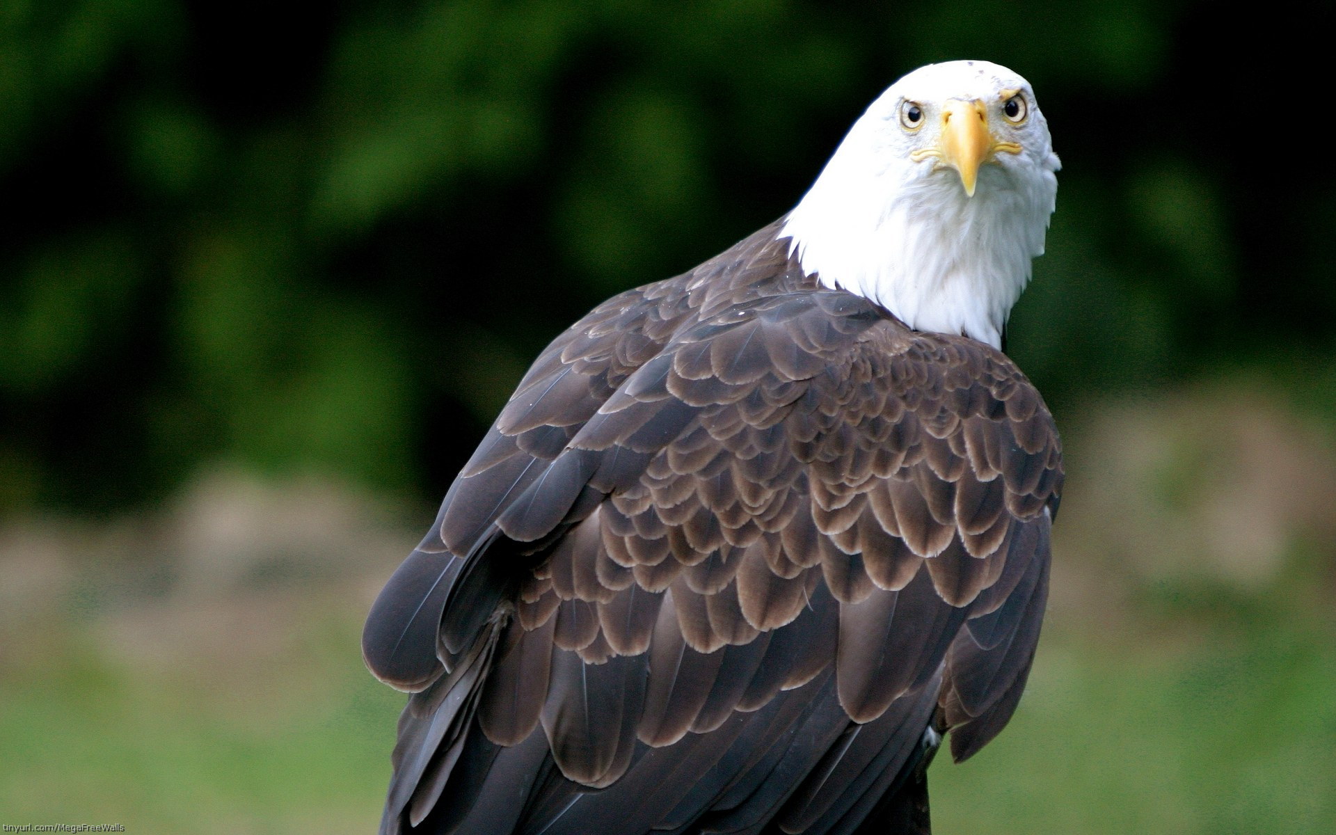 Descarga gratuita de fondo de pantalla para móvil de Águila Calva, Águila, Ave, Aves, Animales.