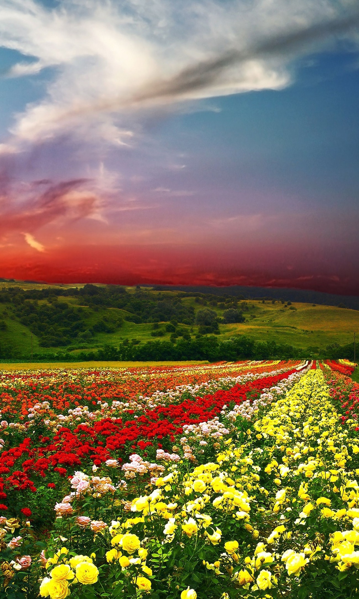 Descarga gratuita de fondo de pantalla para móvil de Flores, Flor, Tierra/naturaleza.