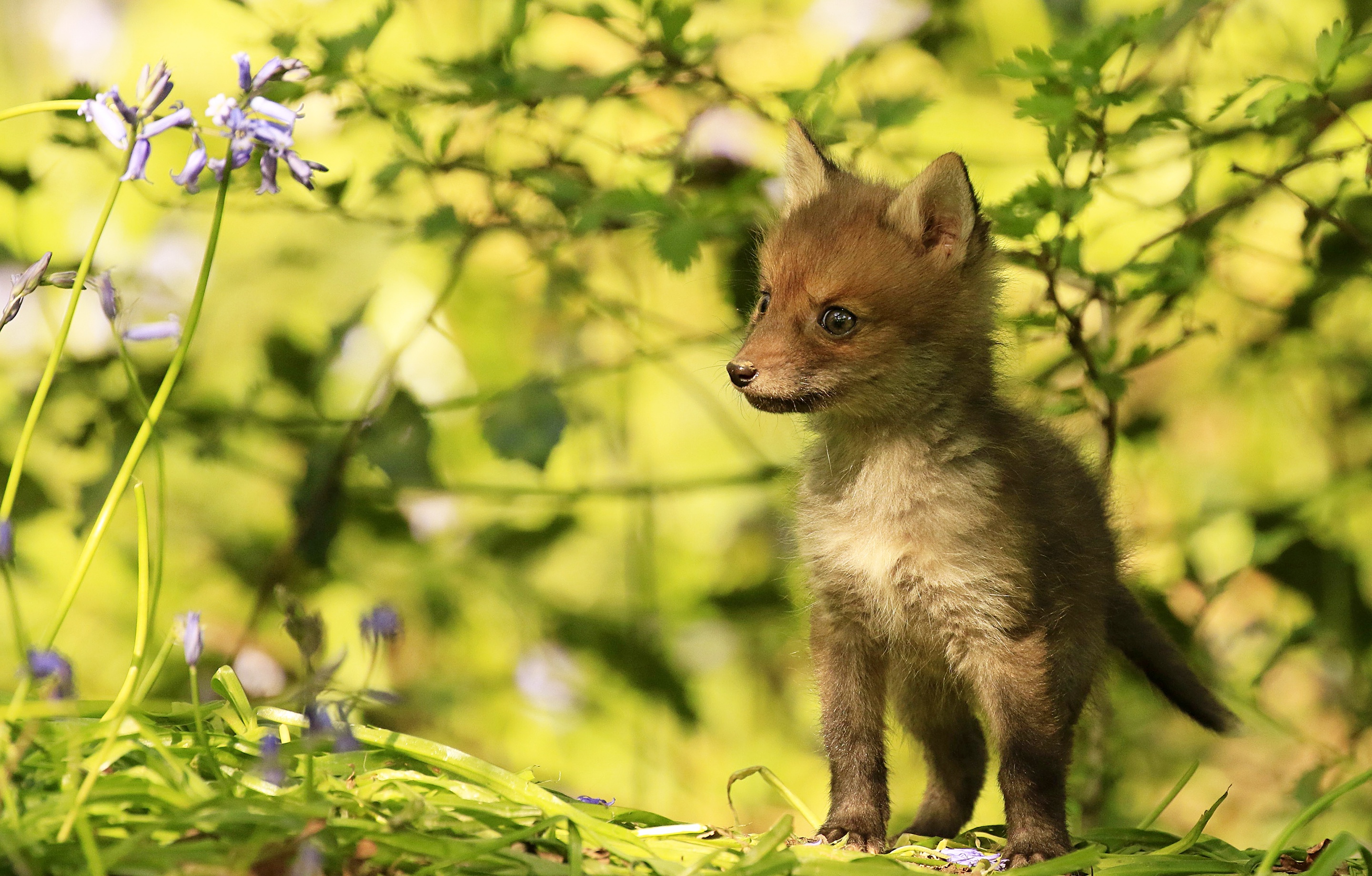 Téléchargez des papiers peints mobile Animaux, Renard, Lionceau, Bébé Animal gratuitement.