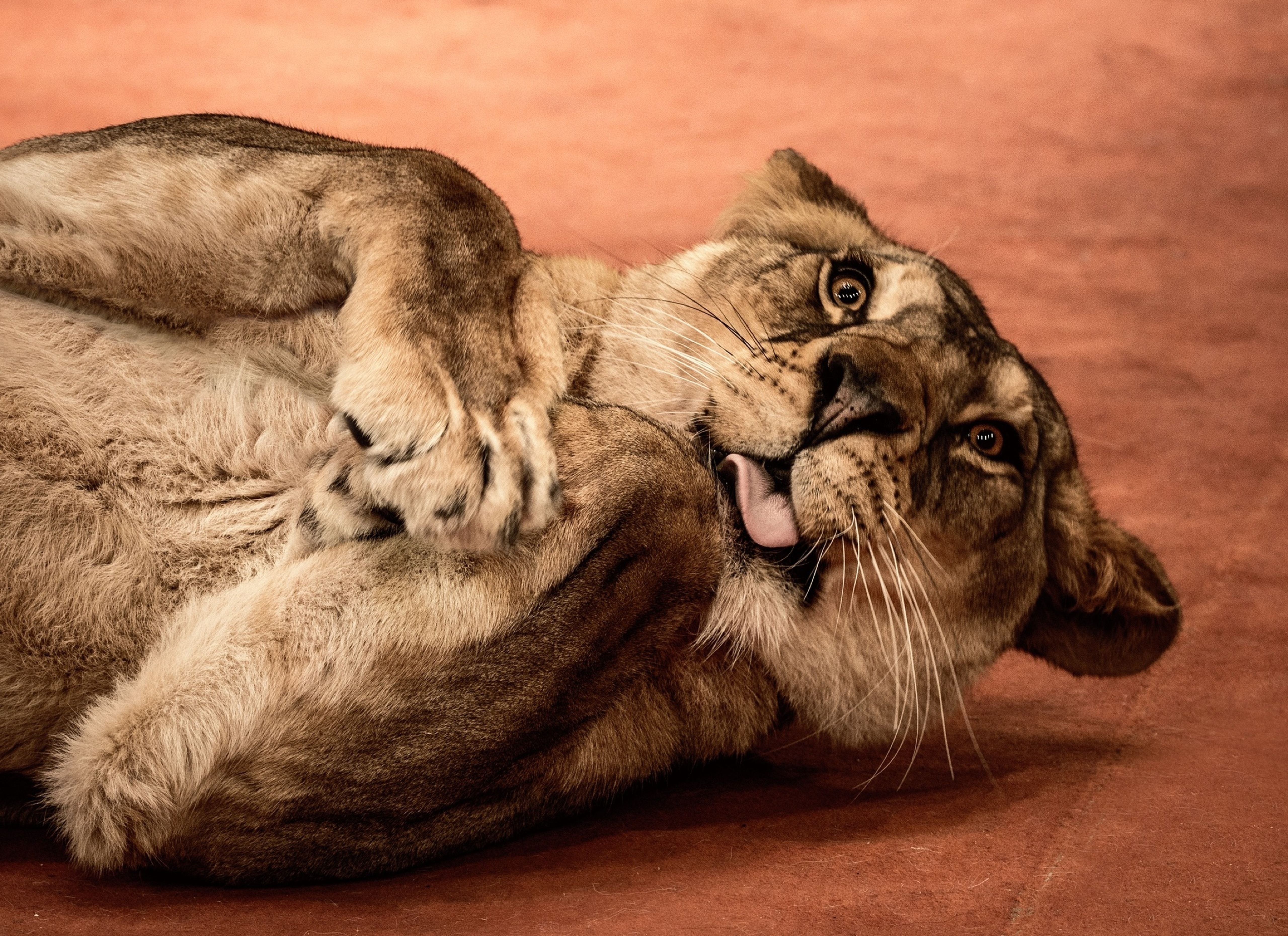 Téléchargez des papiers peints mobile Animaux, Chats, Lion gratuitement.