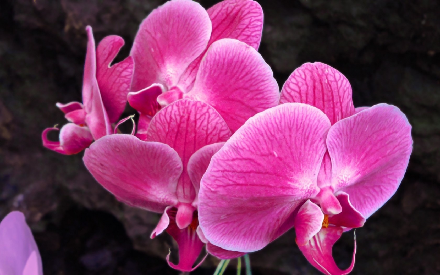 Download mobile wallpaper Orchid, Pink Flower, Flowers, Flower, Earth for free.