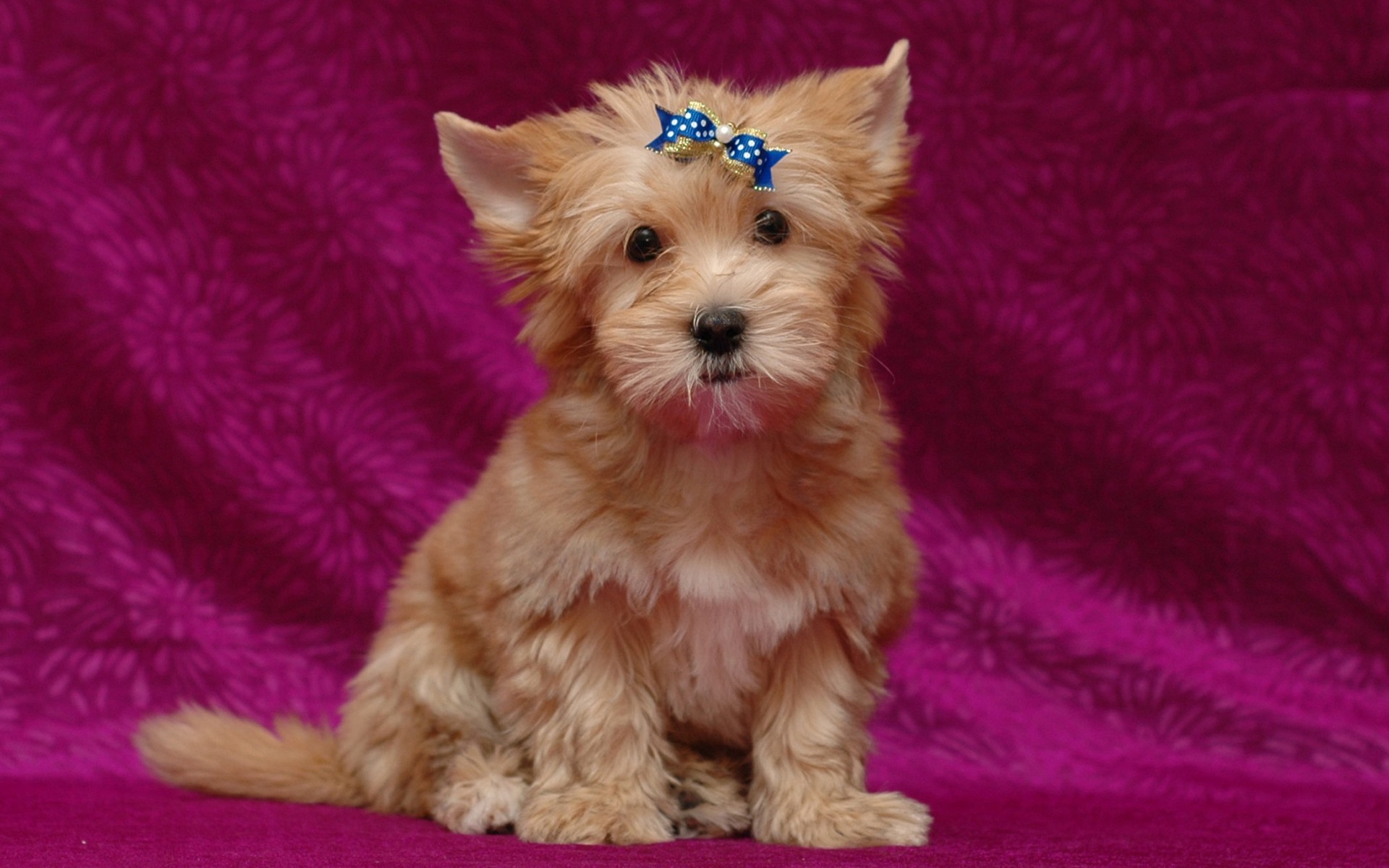 Téléchargez gratuitement l'image Animaux, Chiens, Chien, Chiot sur le bureau de votre PC