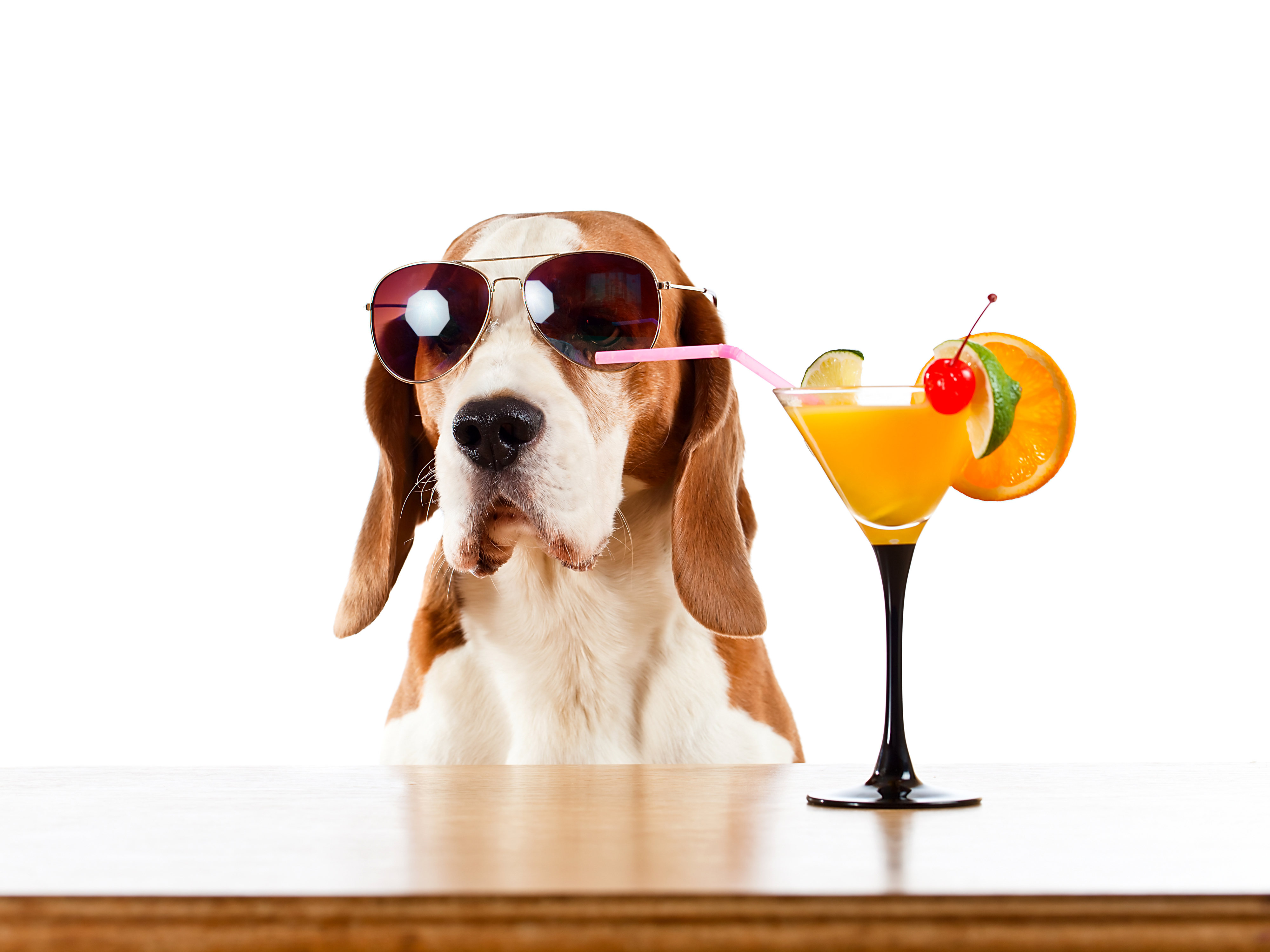 424746 скачать обои животные, бассет хаунд, коктейль, собака, напиток, солнцезащитные очки, собаки - заставки и картинки бесплатно