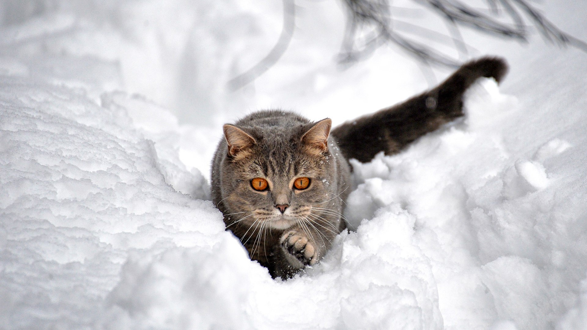 Скачати мобільні шпалери Зима, Сніг, Кішка, Тварина, Коти безкоштовно.