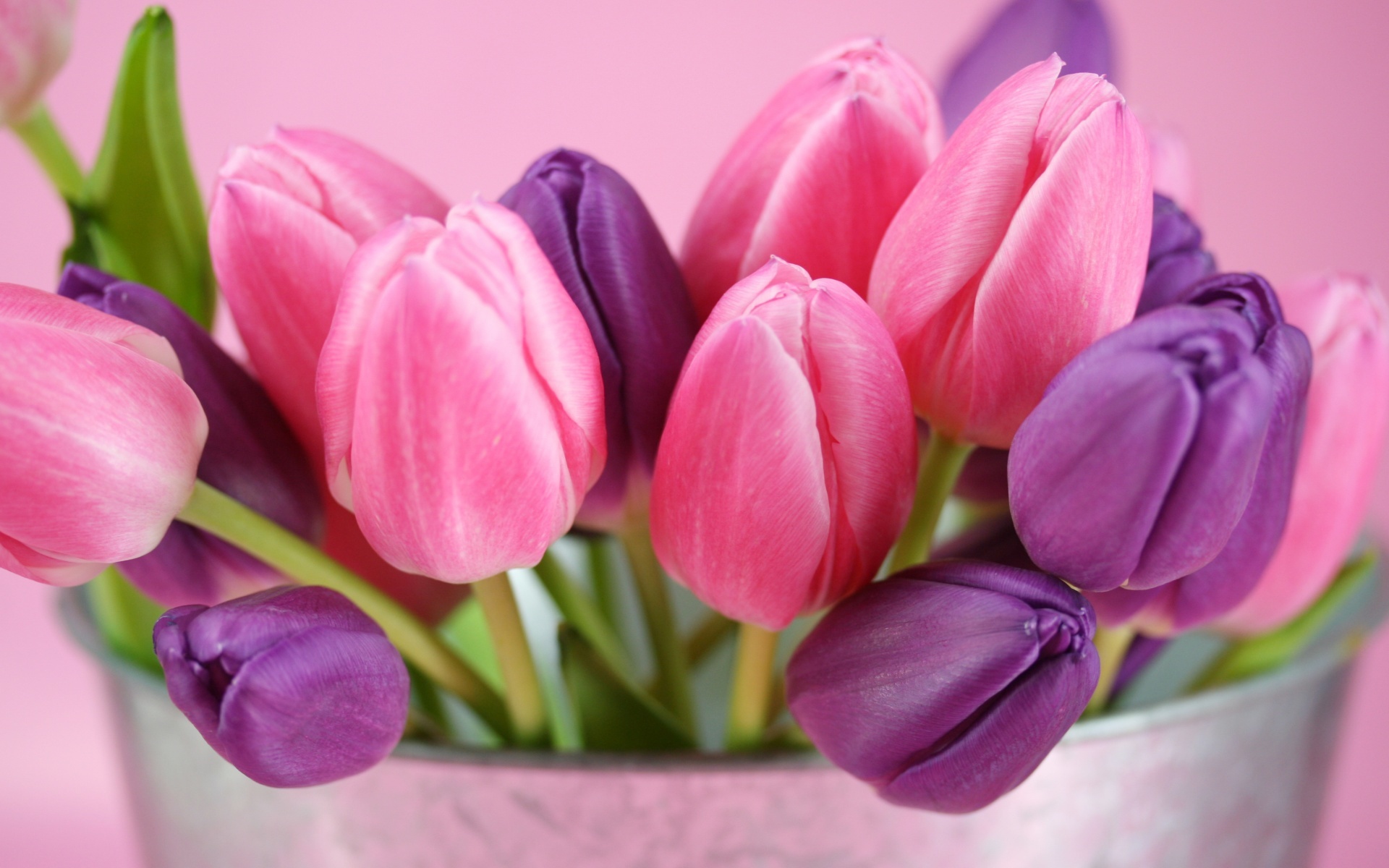 40430 скачать обои тюльпаны, растения, цветы, красные - заставки и картинки бесплатно
