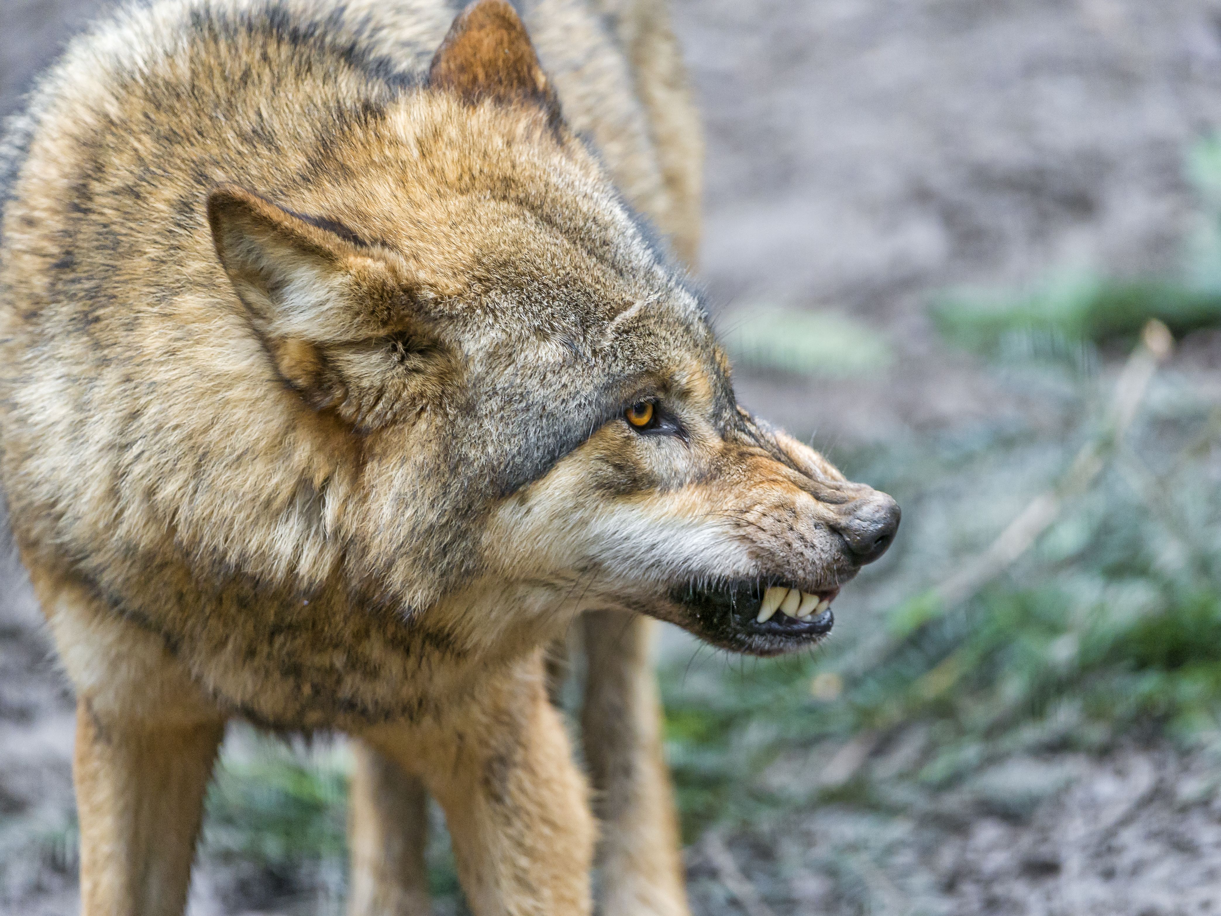 Descarga gratuita de fondo de pantalla para móvil de Animales, Lobo, Gruñido, Wolves.