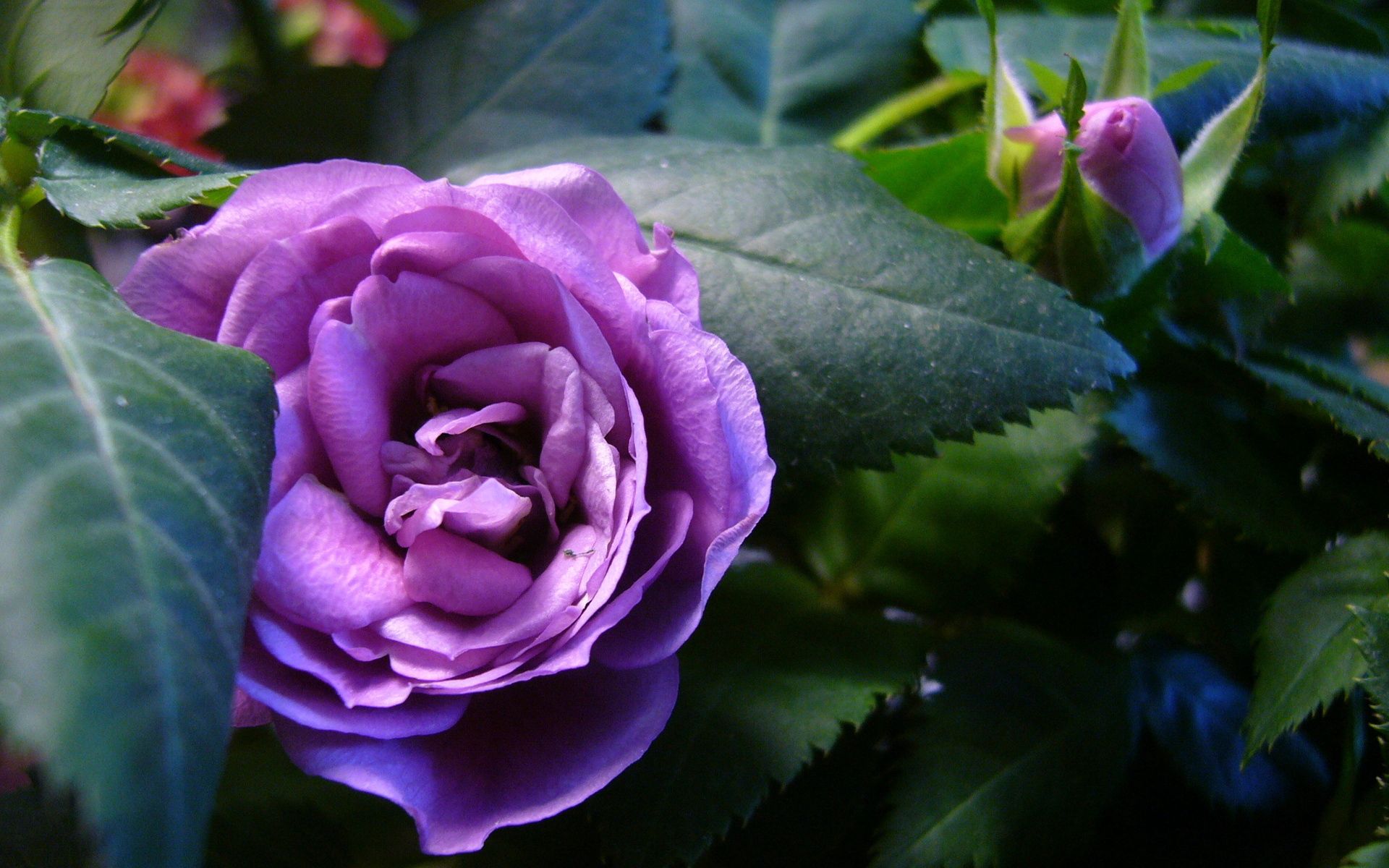 Free download wallpaper Petals, Greens, Flowers, Flower, Rose, Close Up, Rose Flower on your PC desktop