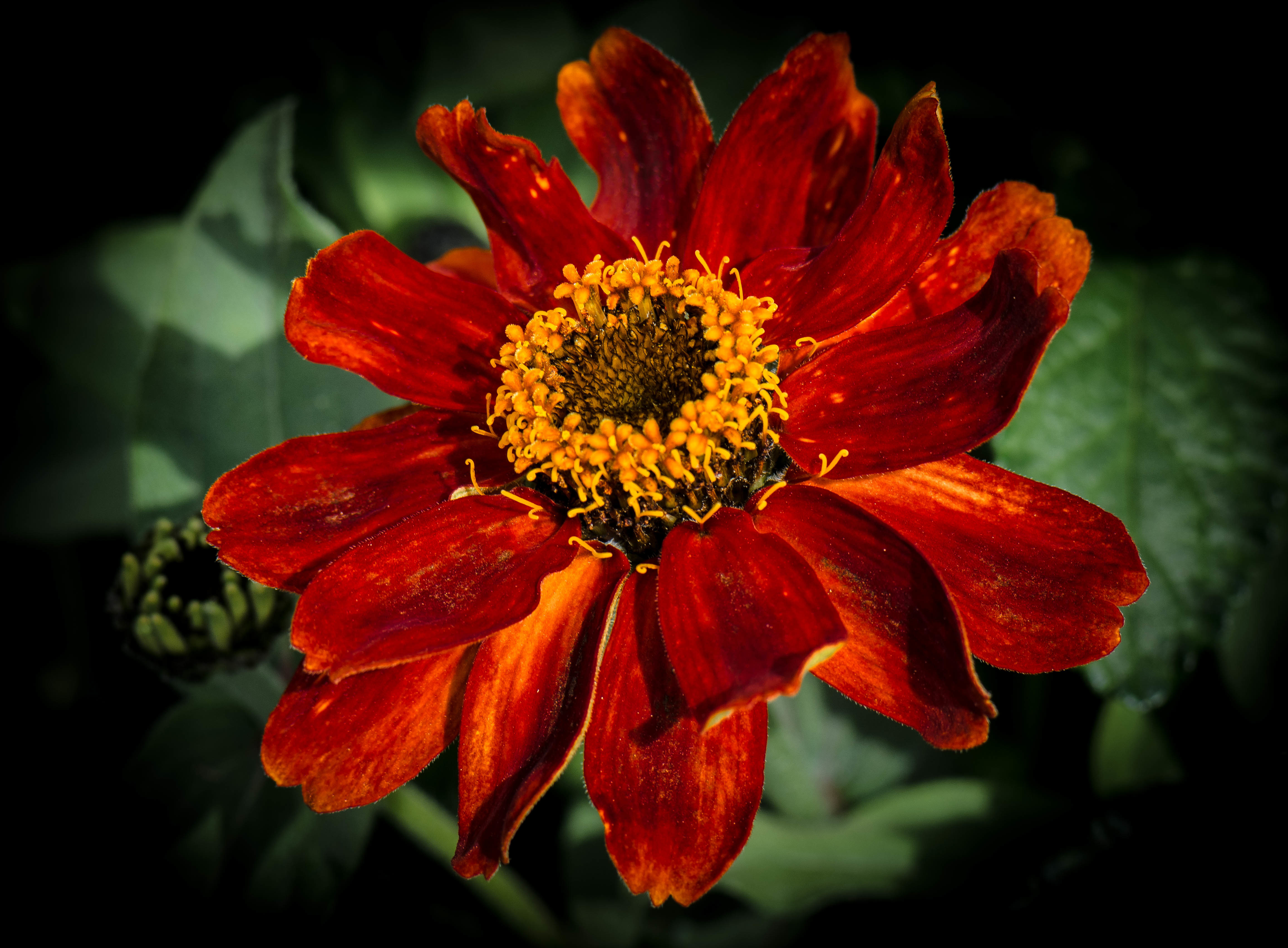 Descarga gratuita de fondo de pantalla para móvil de Naturaleza, Flores, Flor, De Cerca, Flor Roja, Tierra/naturaleza.