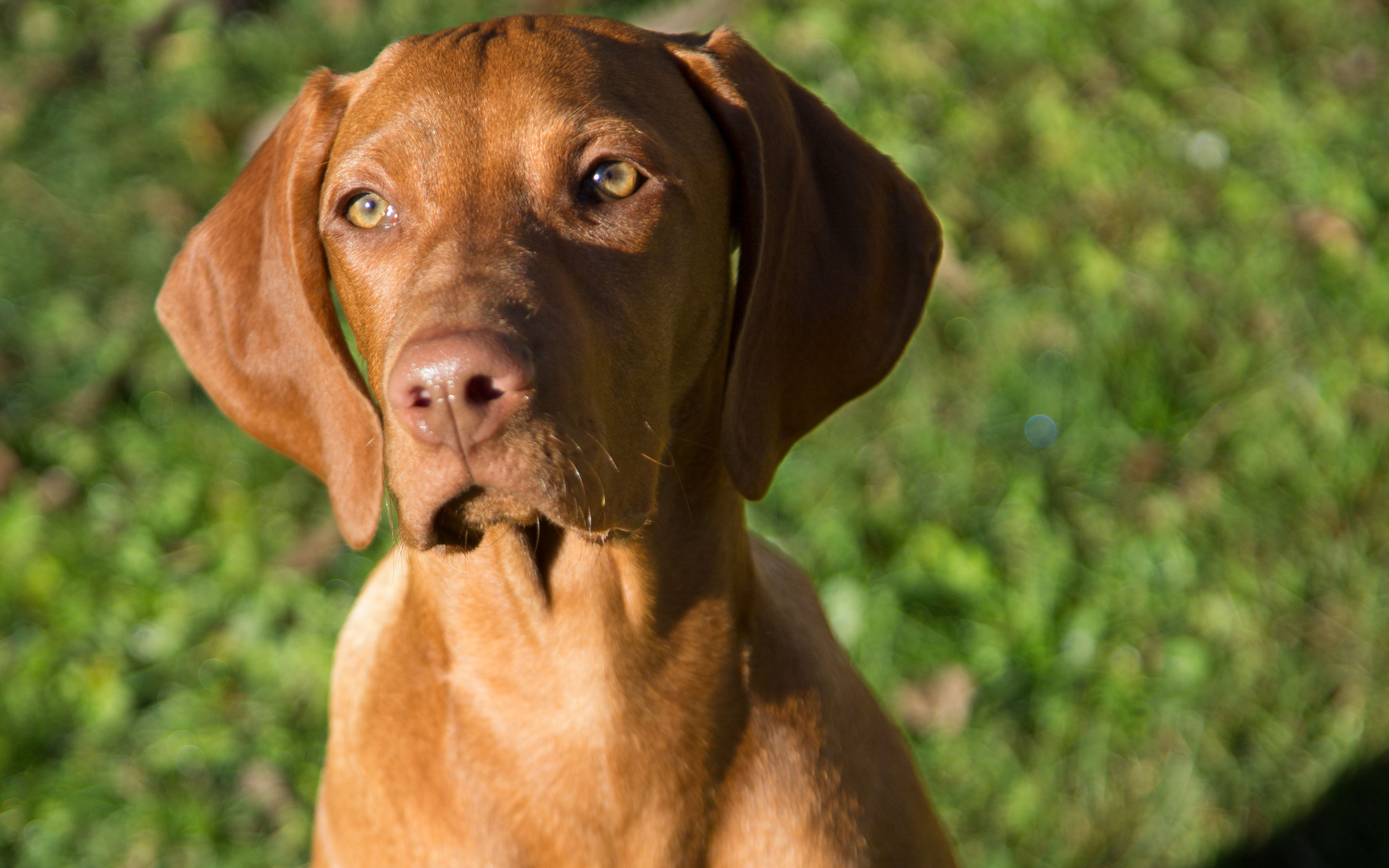 Téléchargez gratuitement l'image Animaux, Chiens, Chien sur le bureau de votre PC