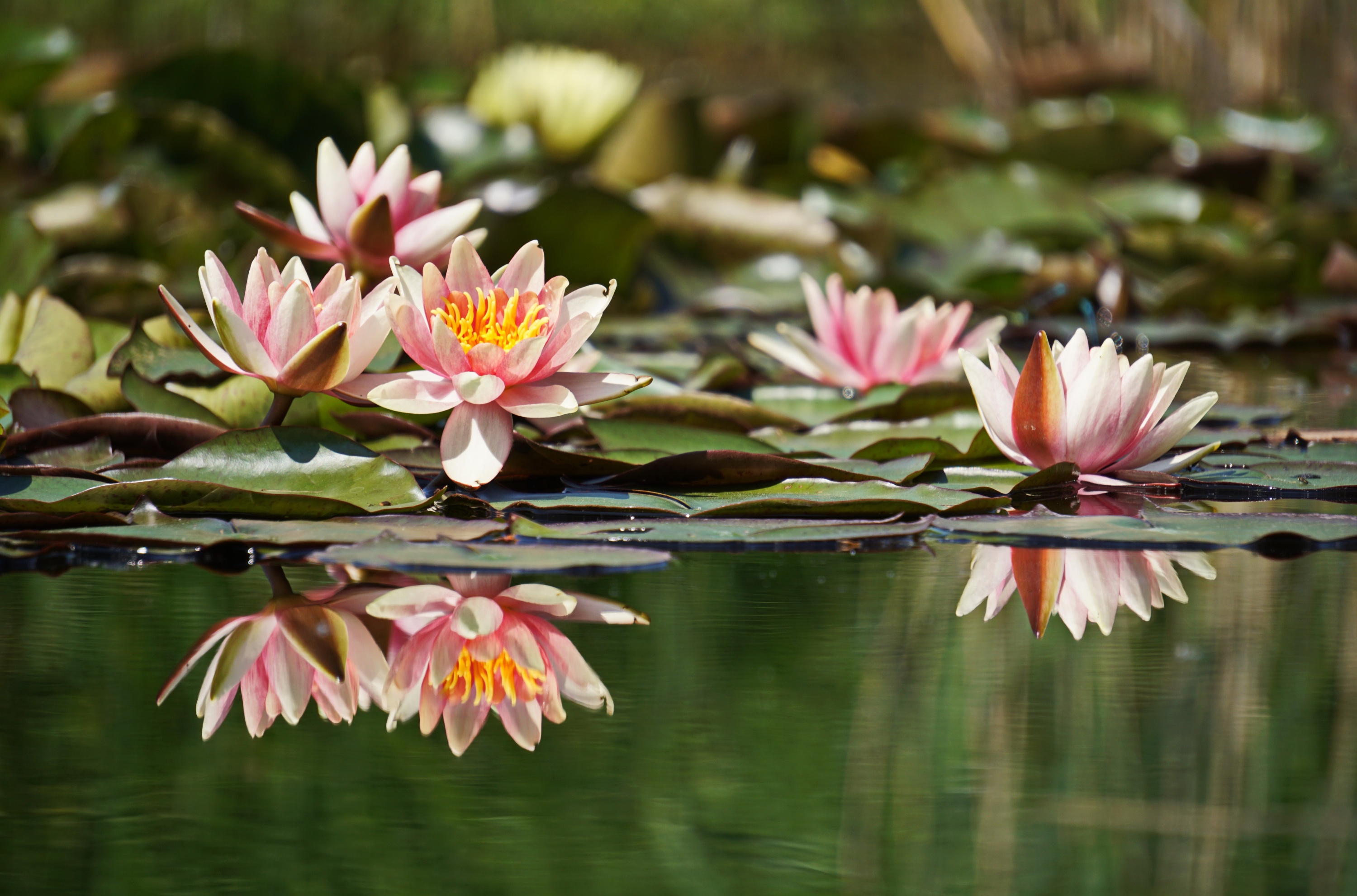 Laden Sie das Natur, Blumen, Lotus, Blume, Erde/natur, Spiegelung, Pinke Blume-Bild kostenlos auf Ihren PC-Desktop herunter