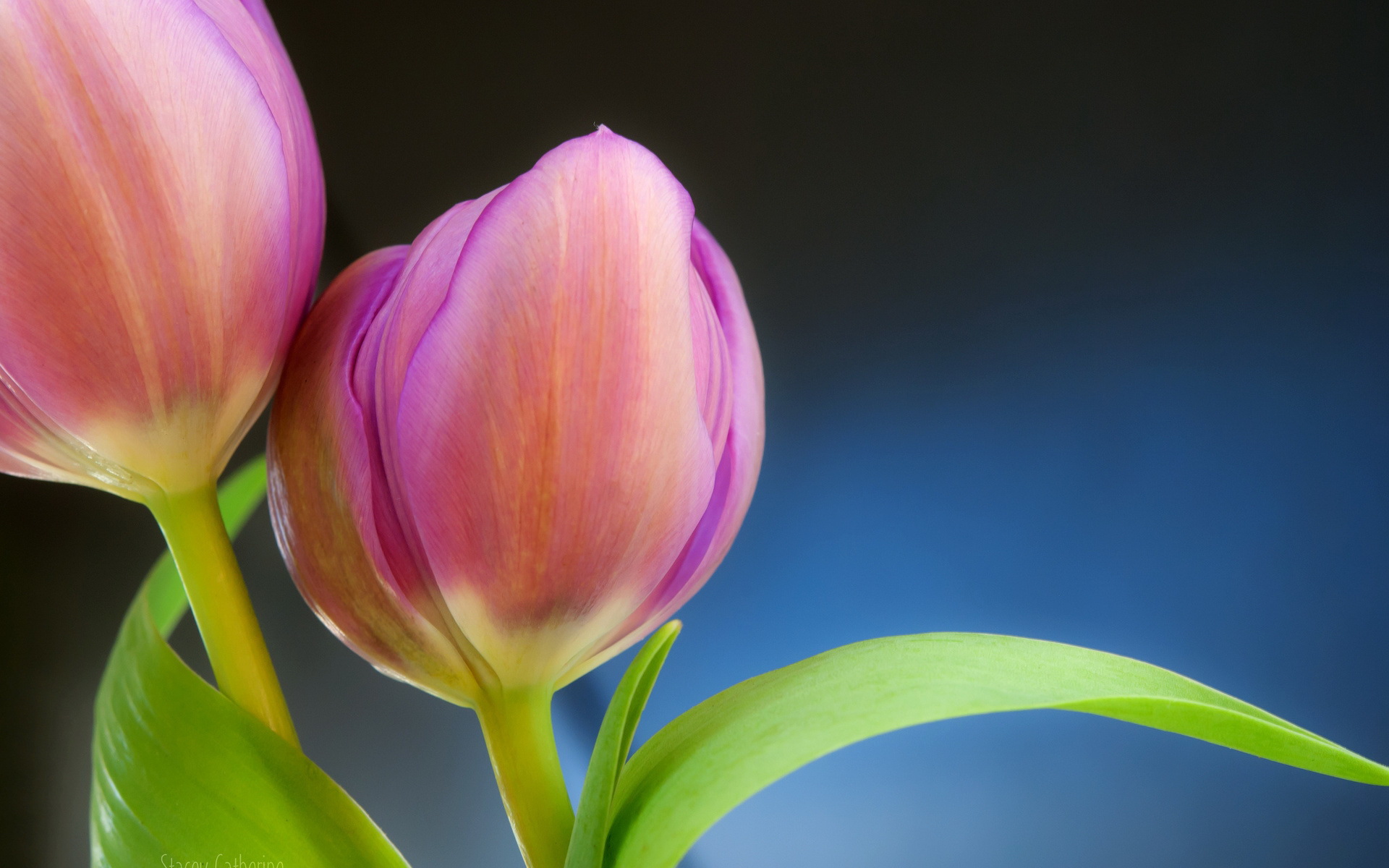 Download mobile wallpaper Tulip, Flowers, Flower, Earth for free.