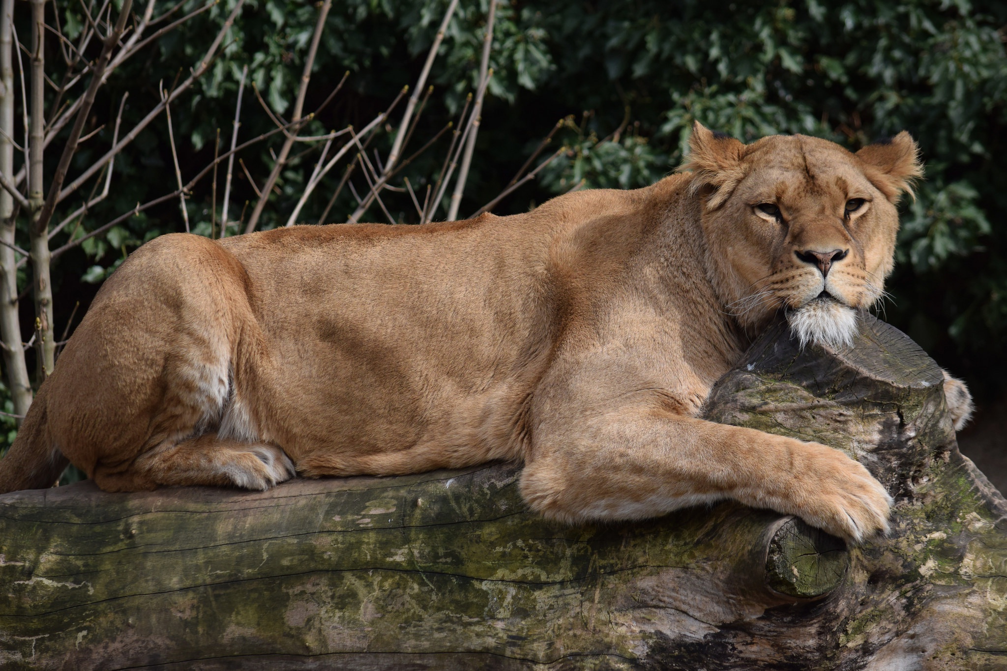 Téléchargez des papiers peints mobile Animaux, Chats, Lion gratuitement.